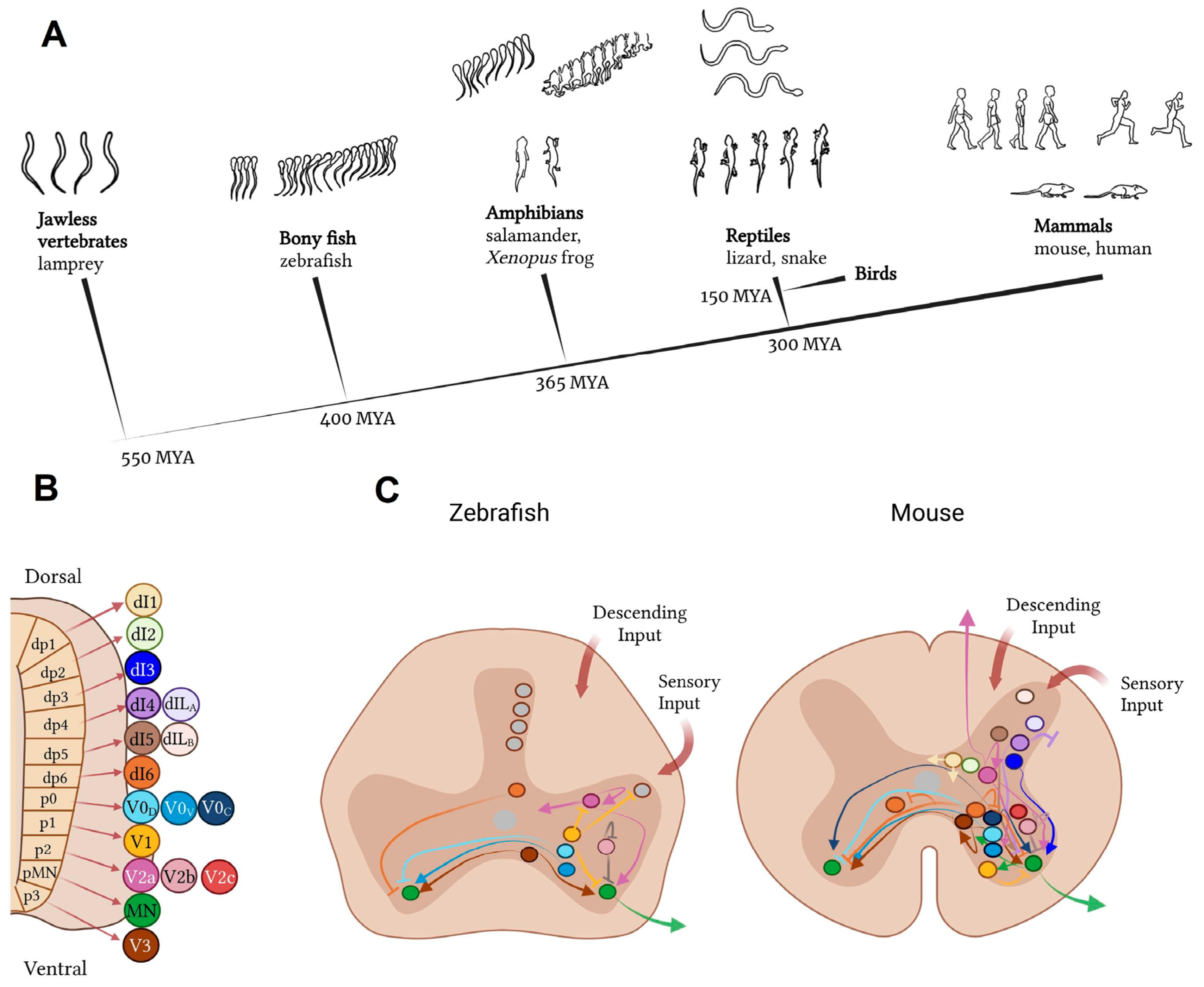 Biomedicines 13 01427 g016