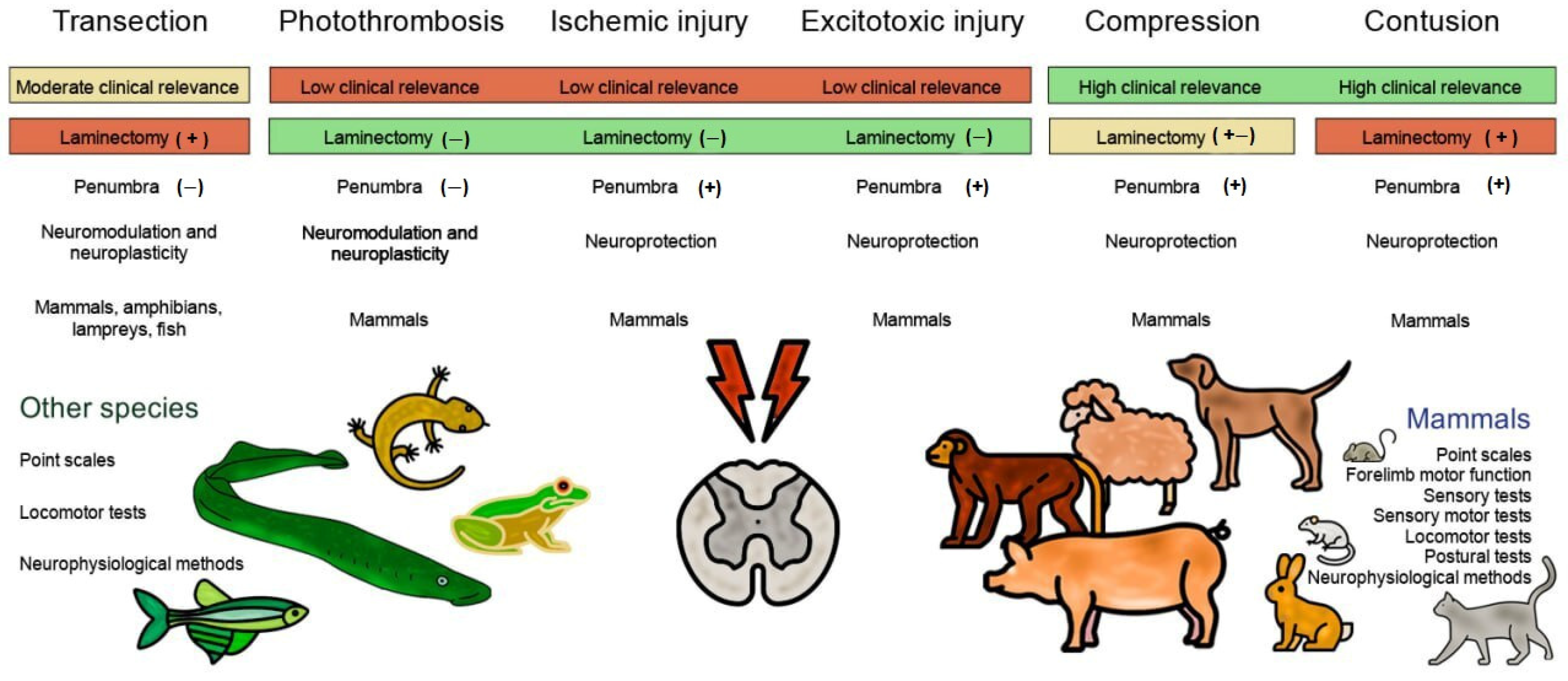 Biomedicines 13 01427 g017