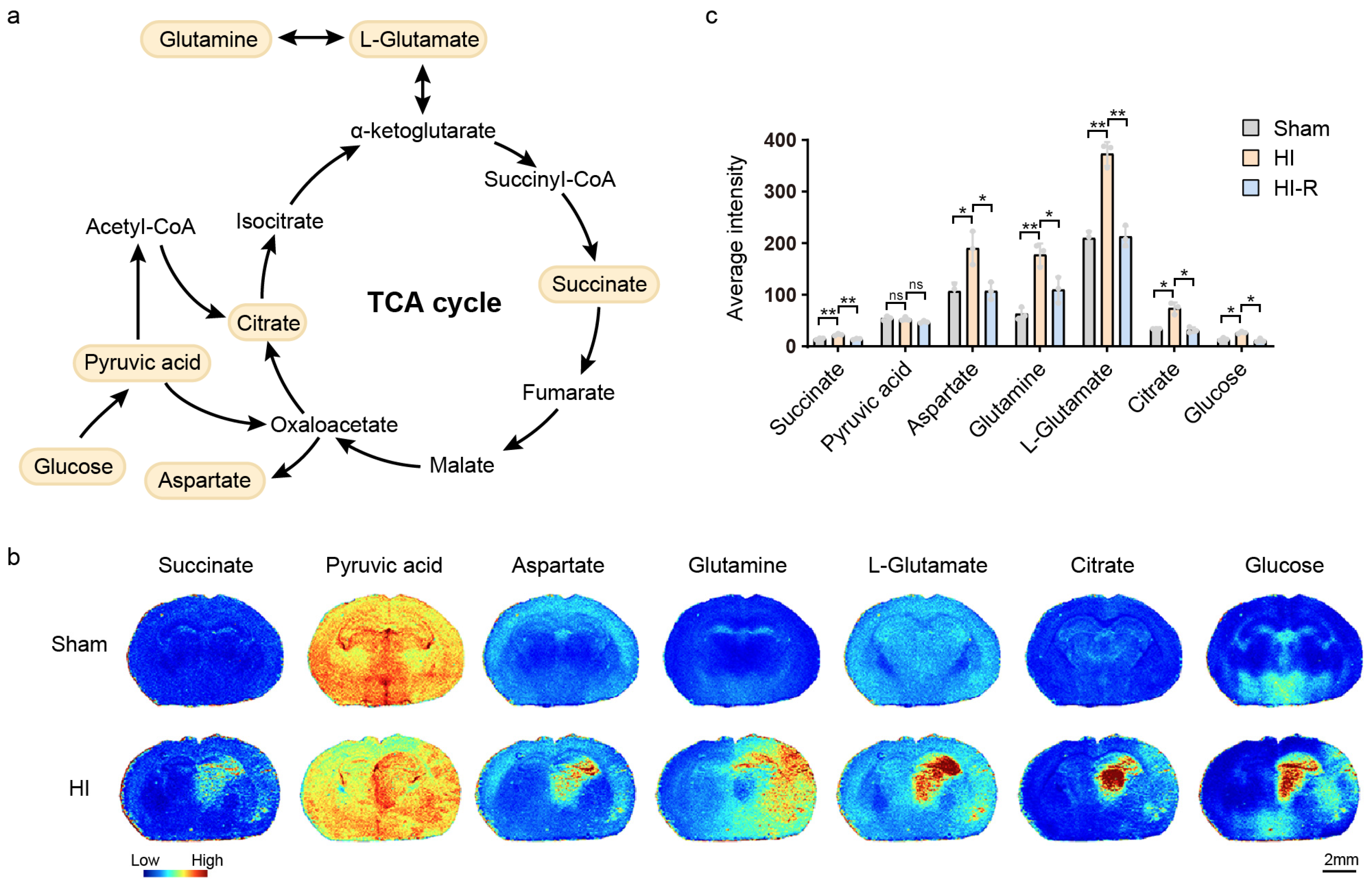 Biomedicines 13 01431 g002