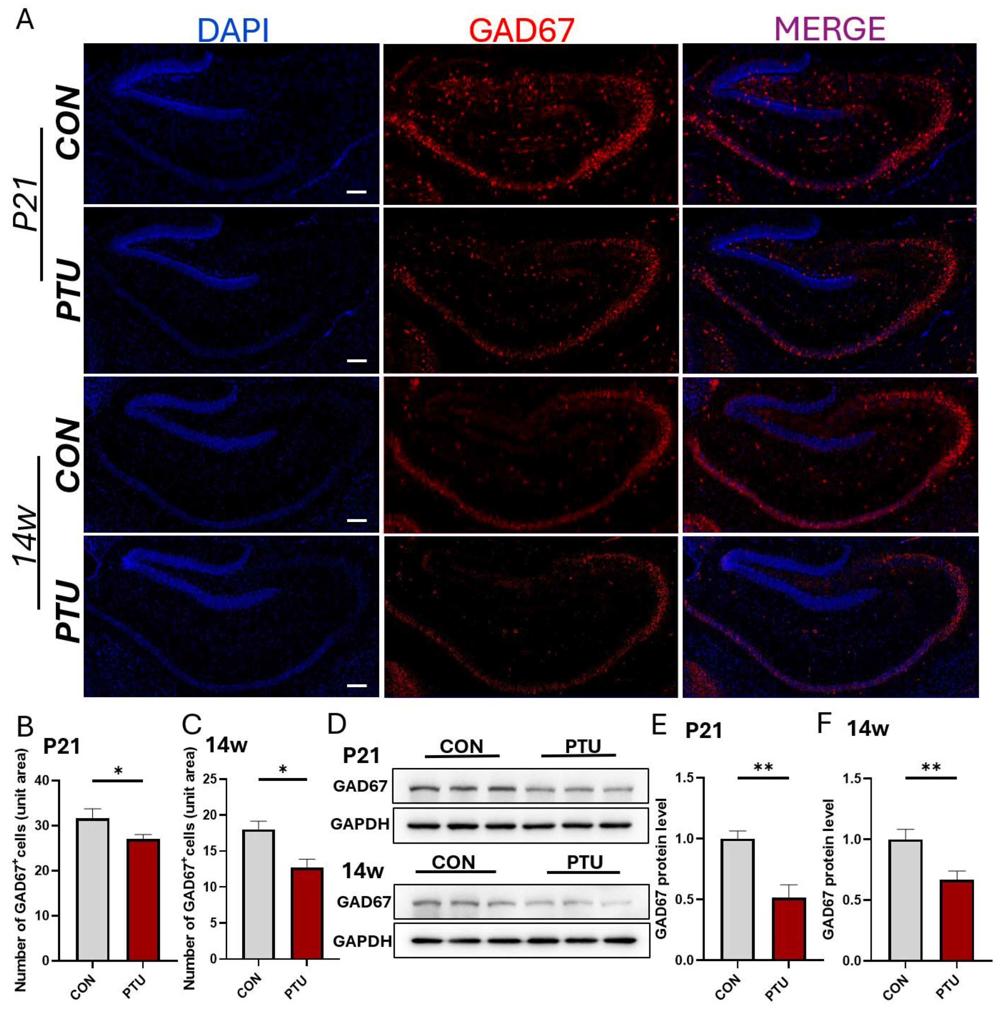 Biomedicines 13 01436 g005