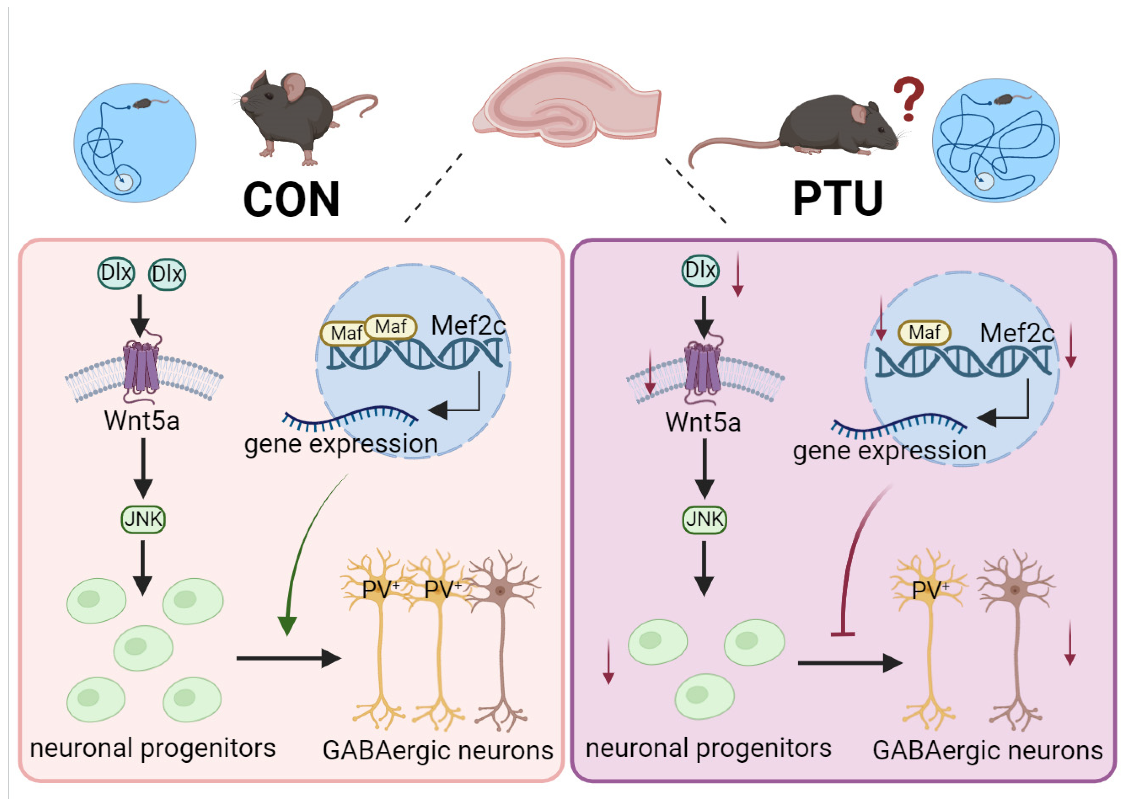 Biomedicines 13 01436 g009