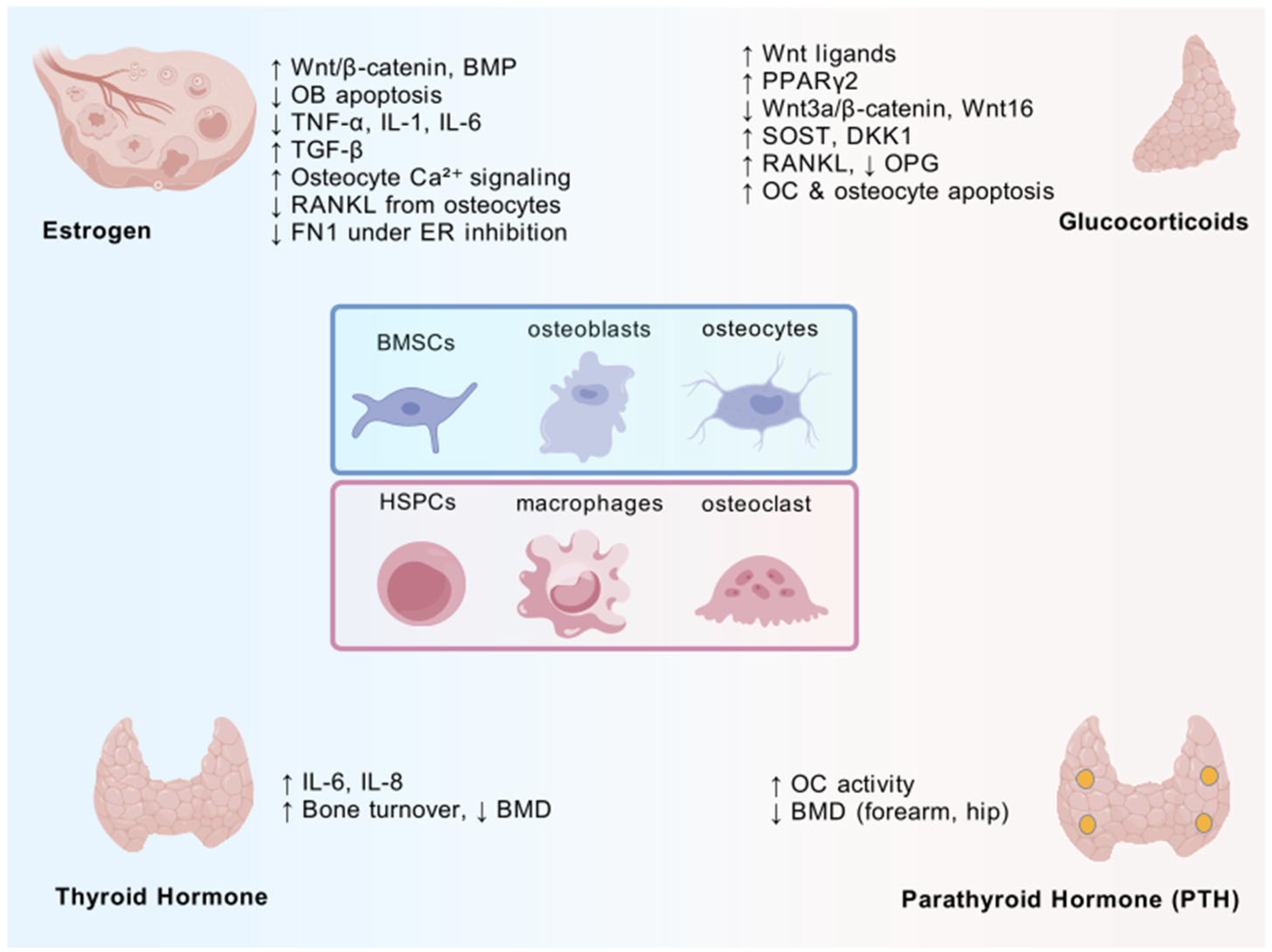 Biomedicines 13 01443 g001