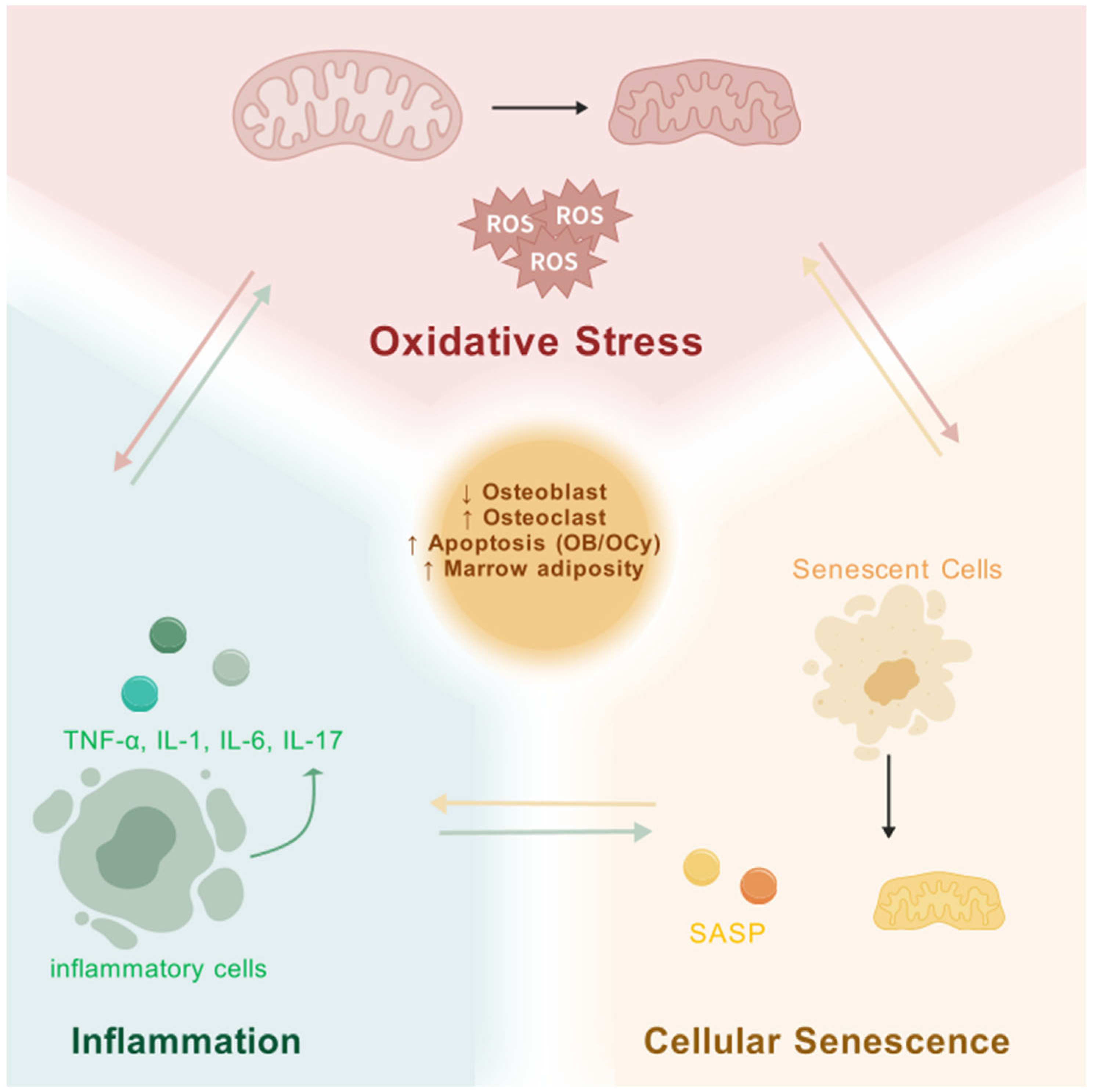 Biomedicines 13 01443 g002