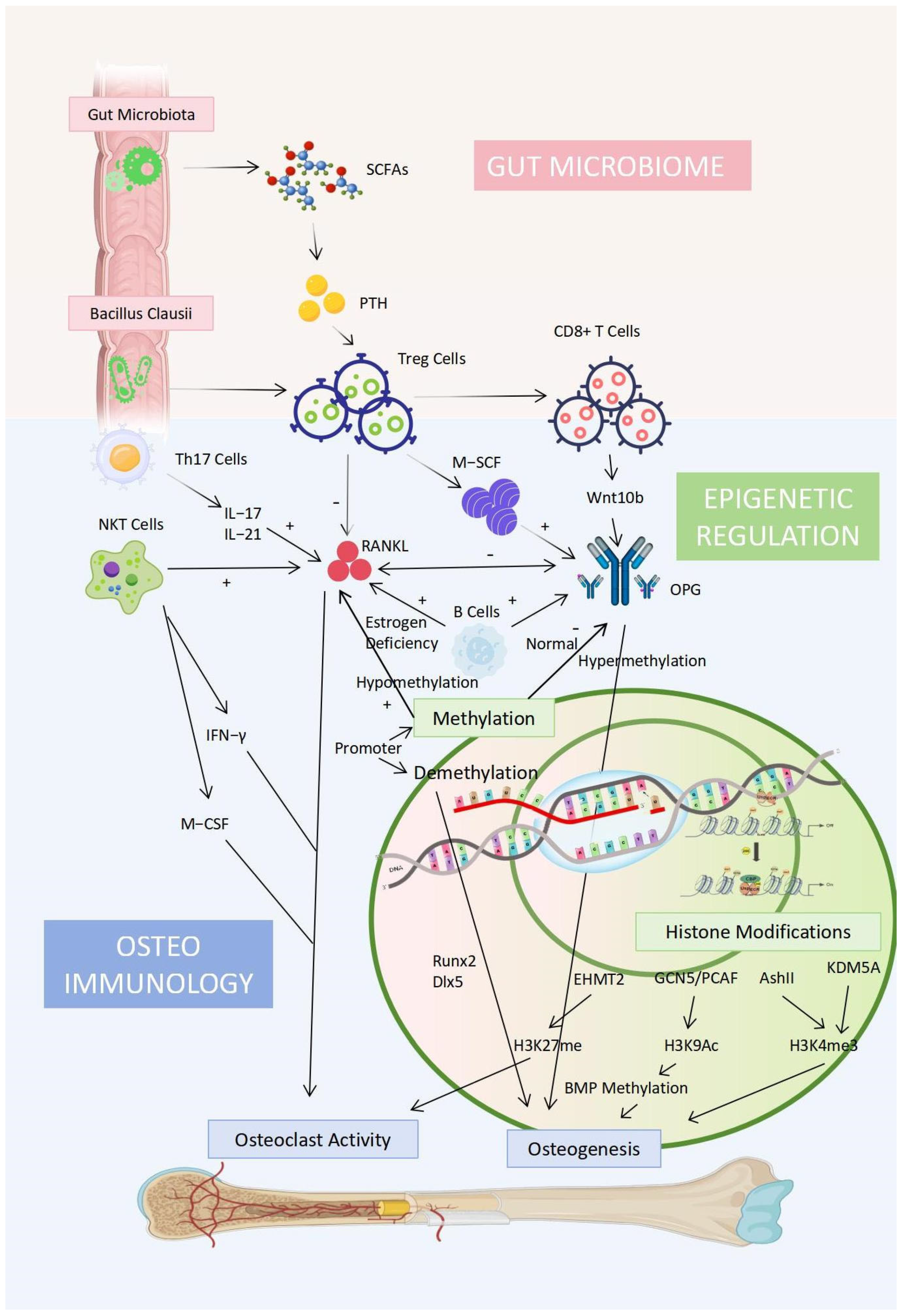 Biomedicines 13 01443 g003