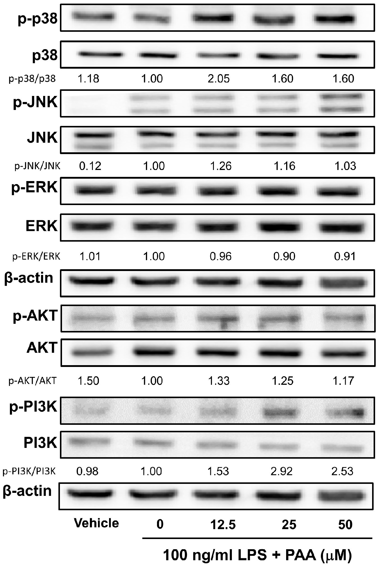 Biomedicines 13 01445 g006