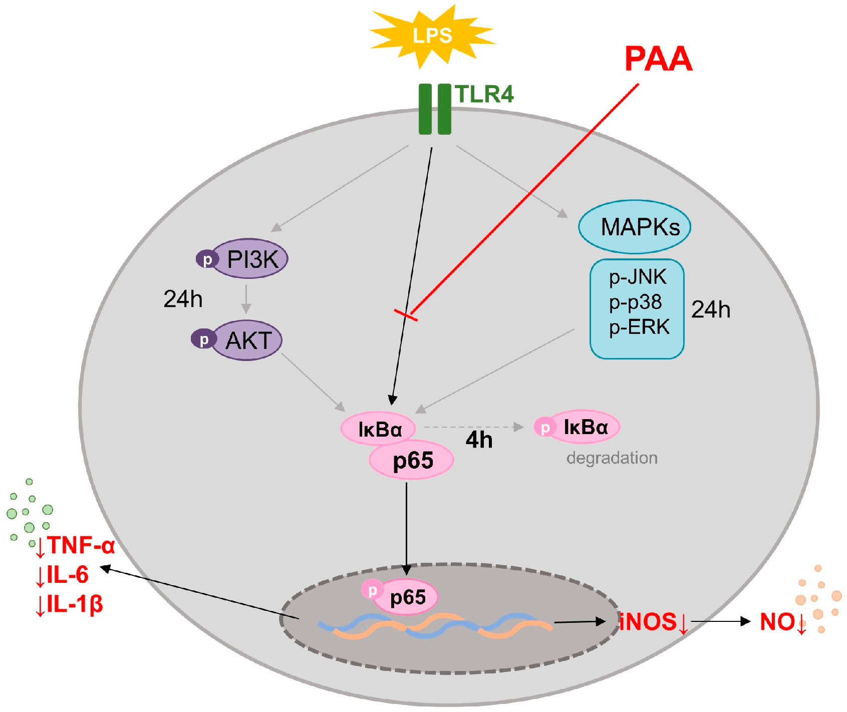 Biomedicines 13 01445 g007