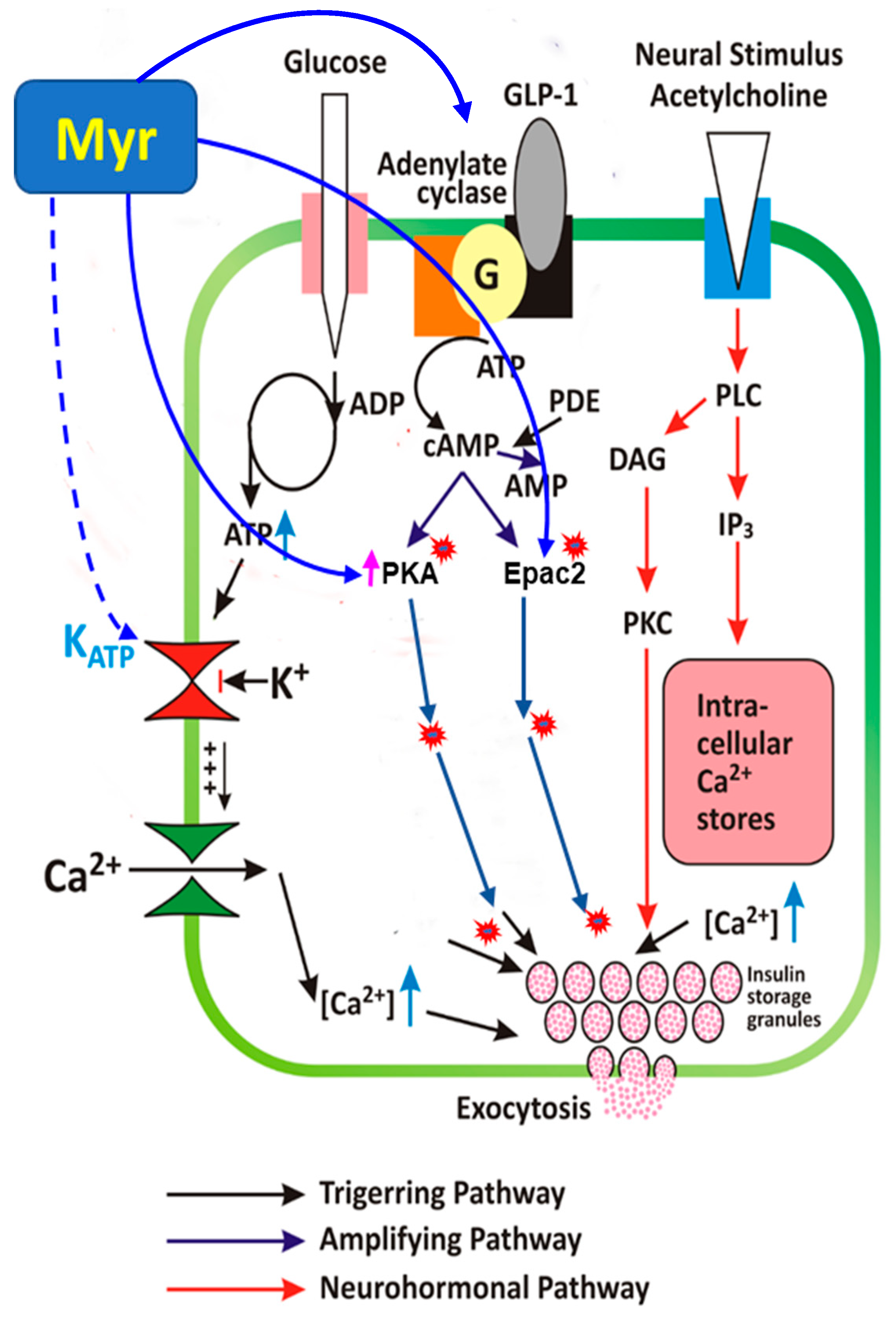 Biomedicines 13 01447 g009 Biomedicines 13 01447 g009