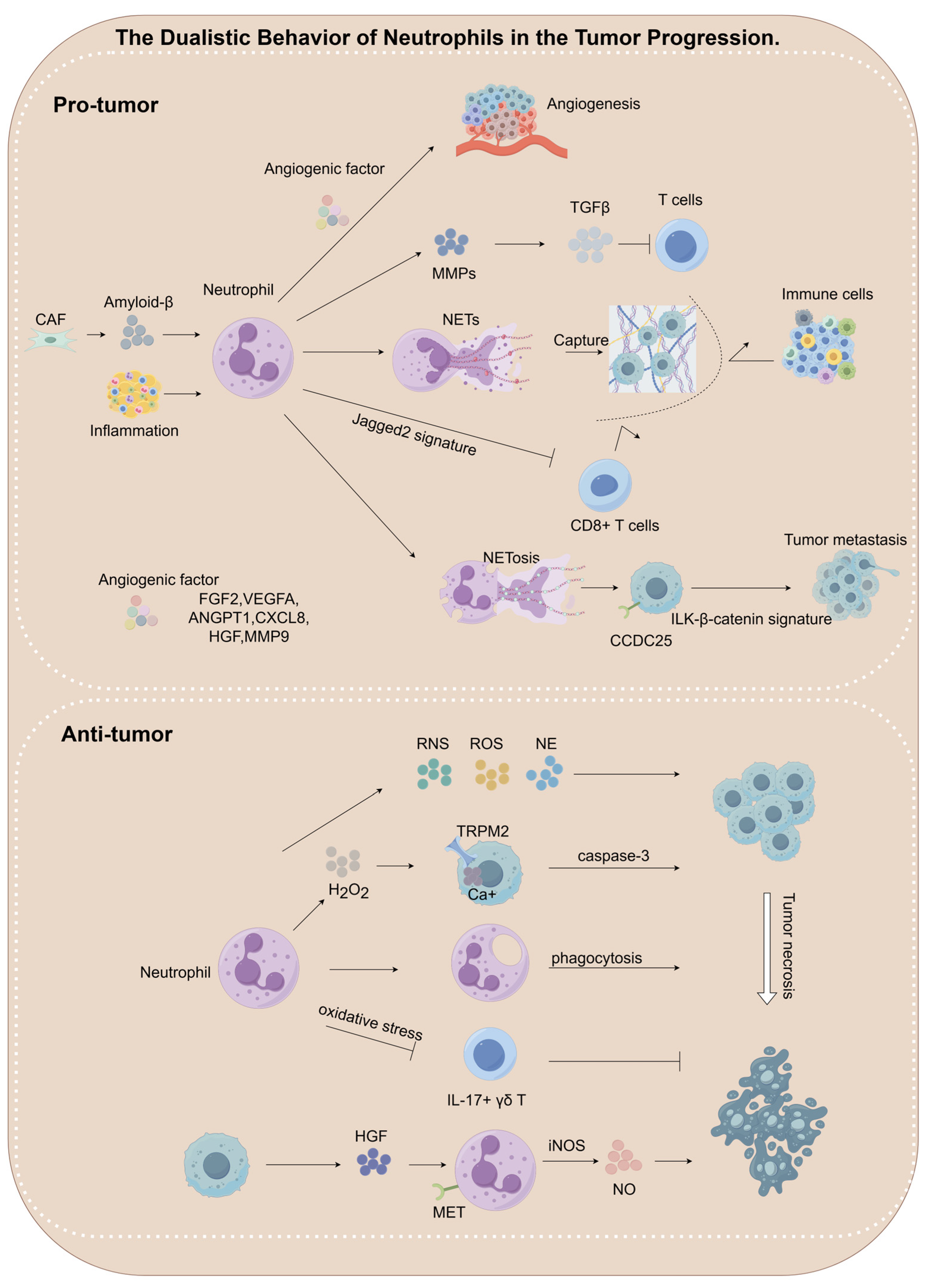 Biomedicines 13 01473 g003