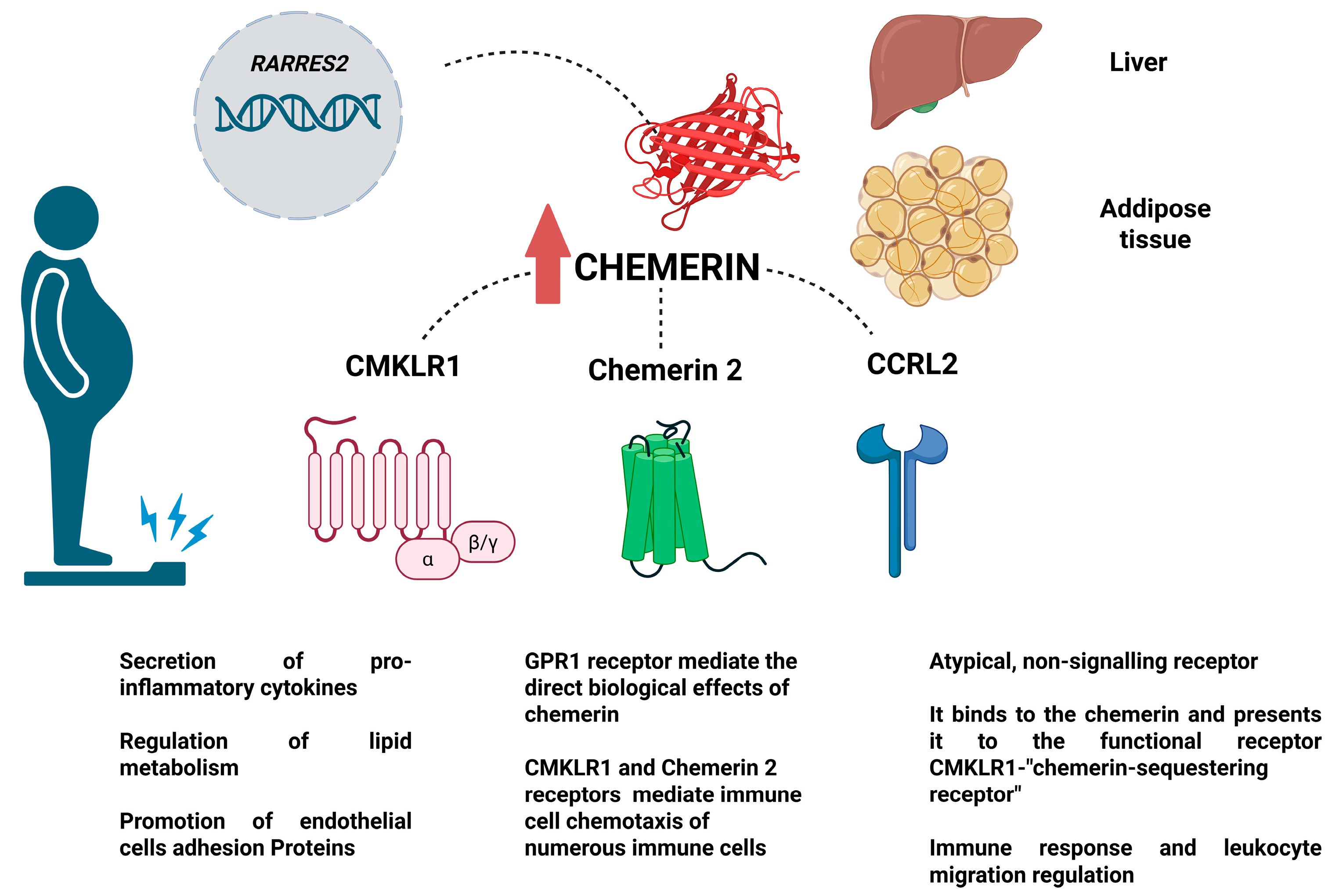 Biomedicines 13 01481 g001