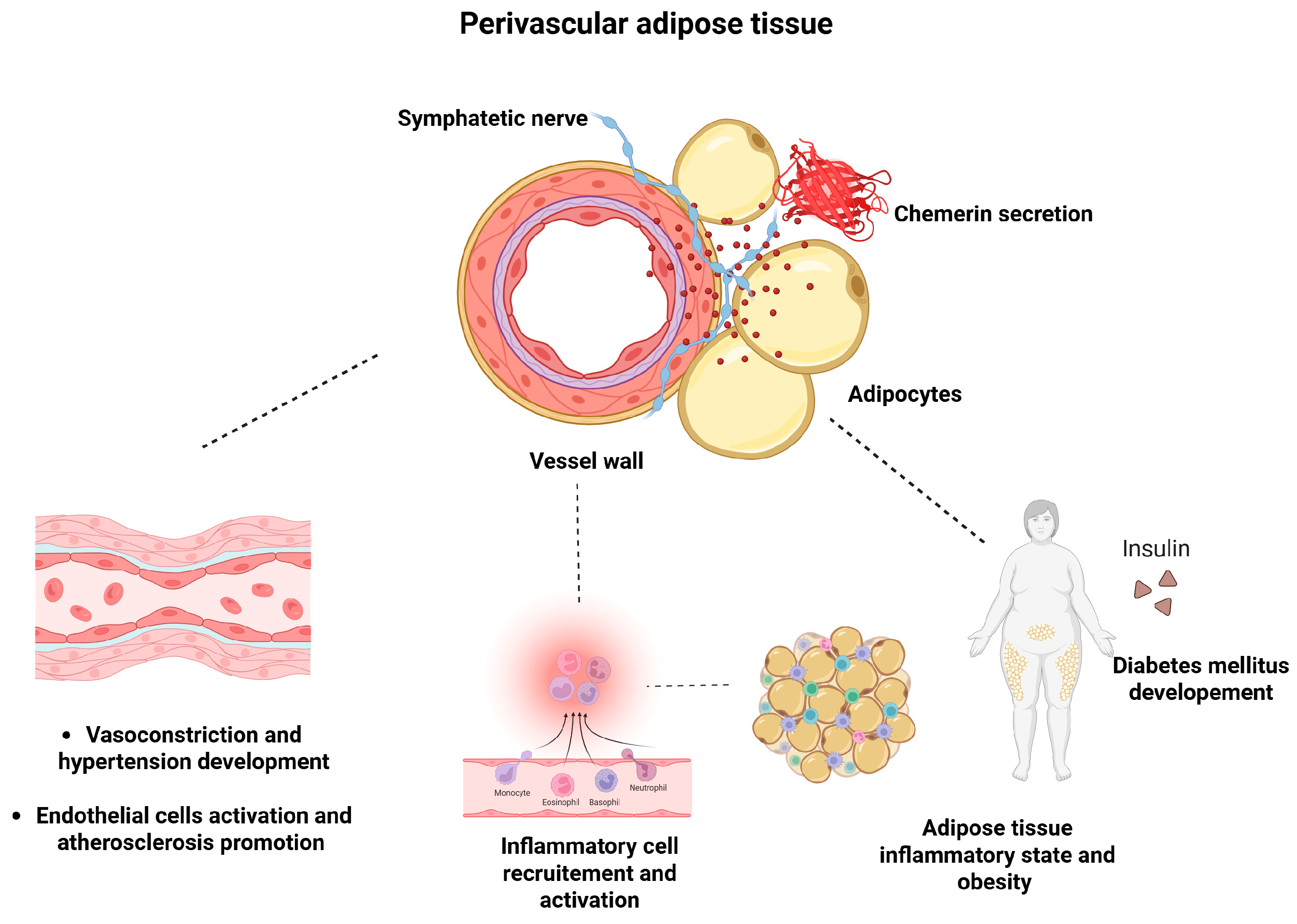 Biomedicines 13 01481 g002