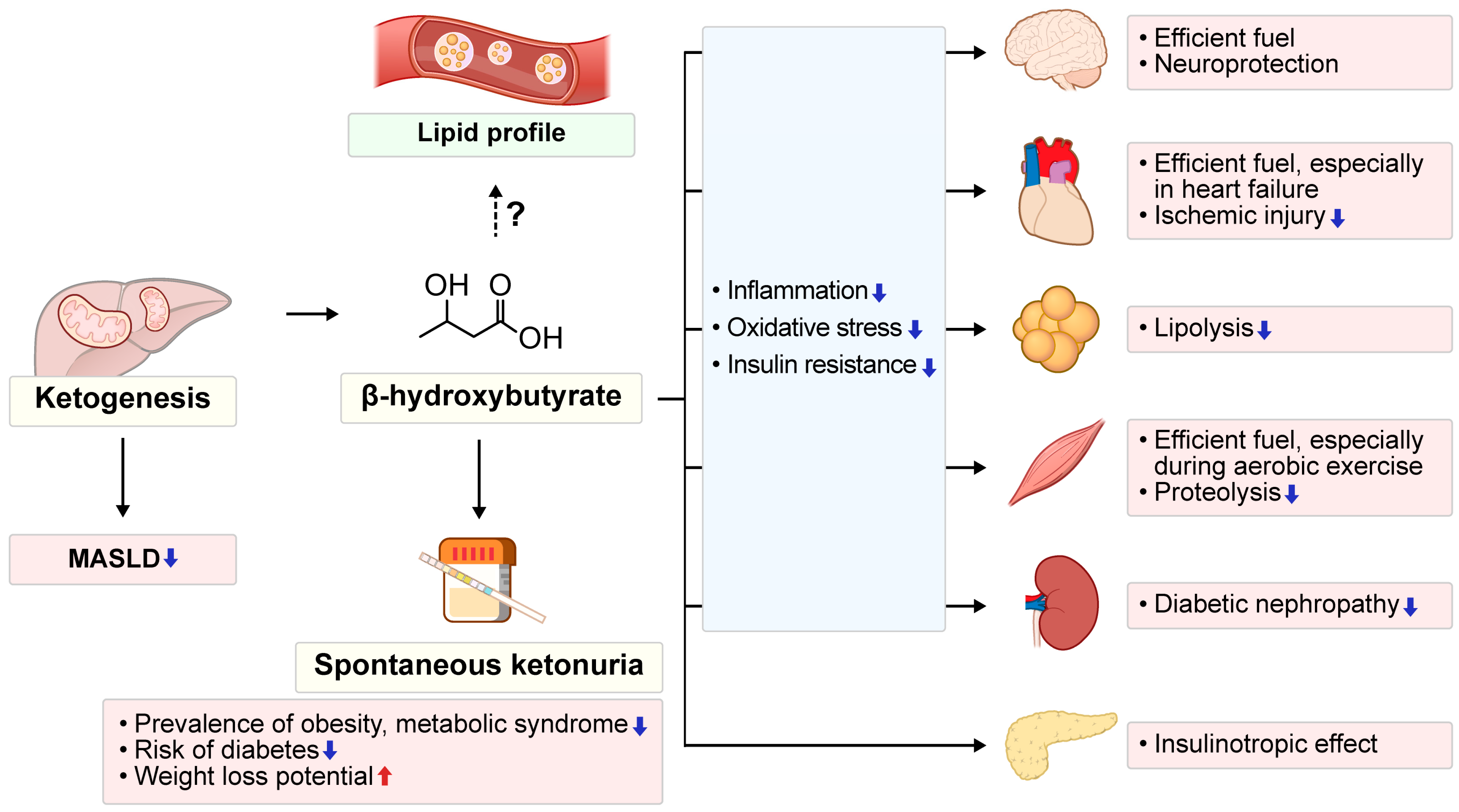 Biomedicines 13 01484 g004