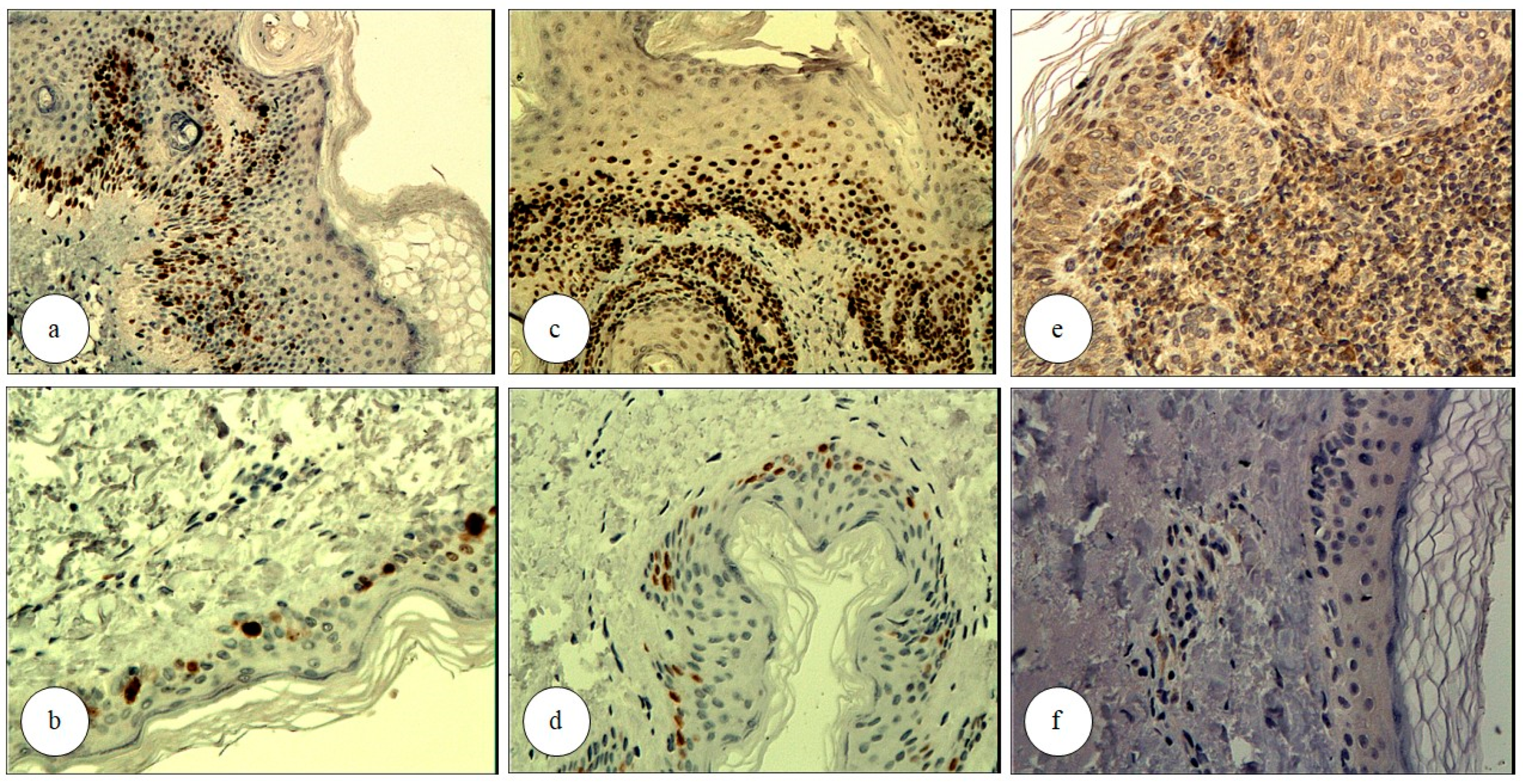 Biomedicines 13 01487 g002