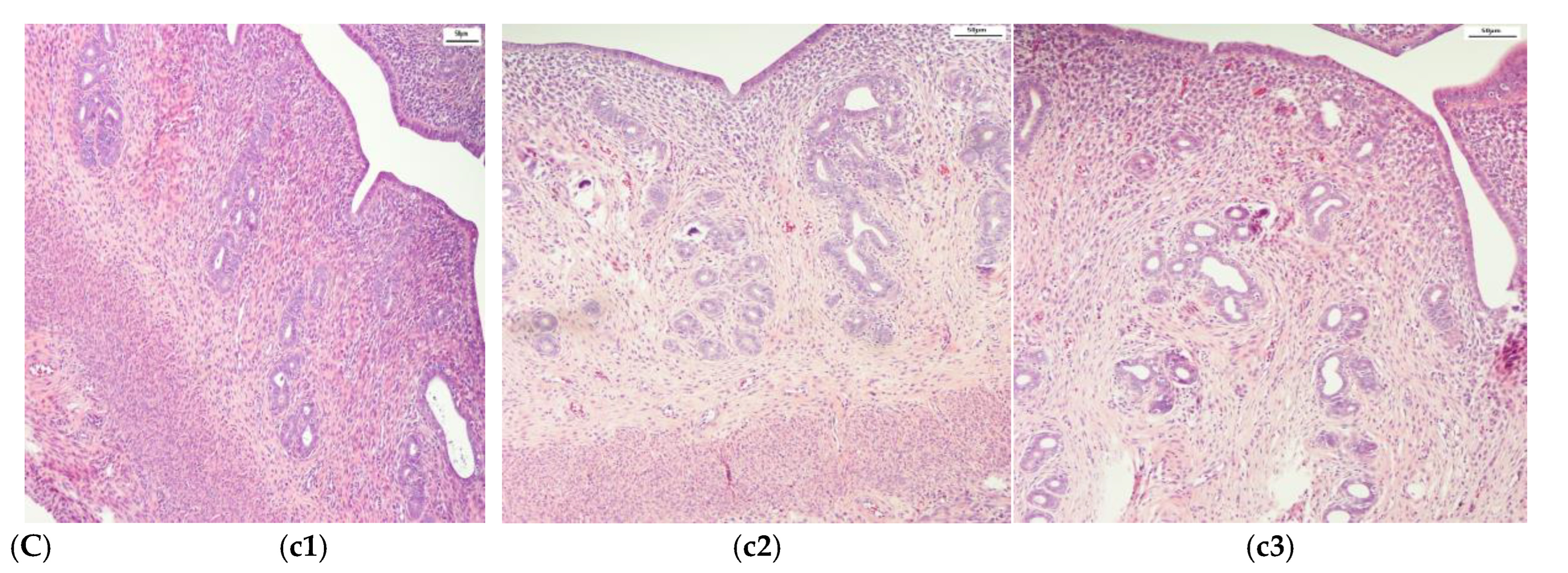 Biomedicines 13 01494 g002b