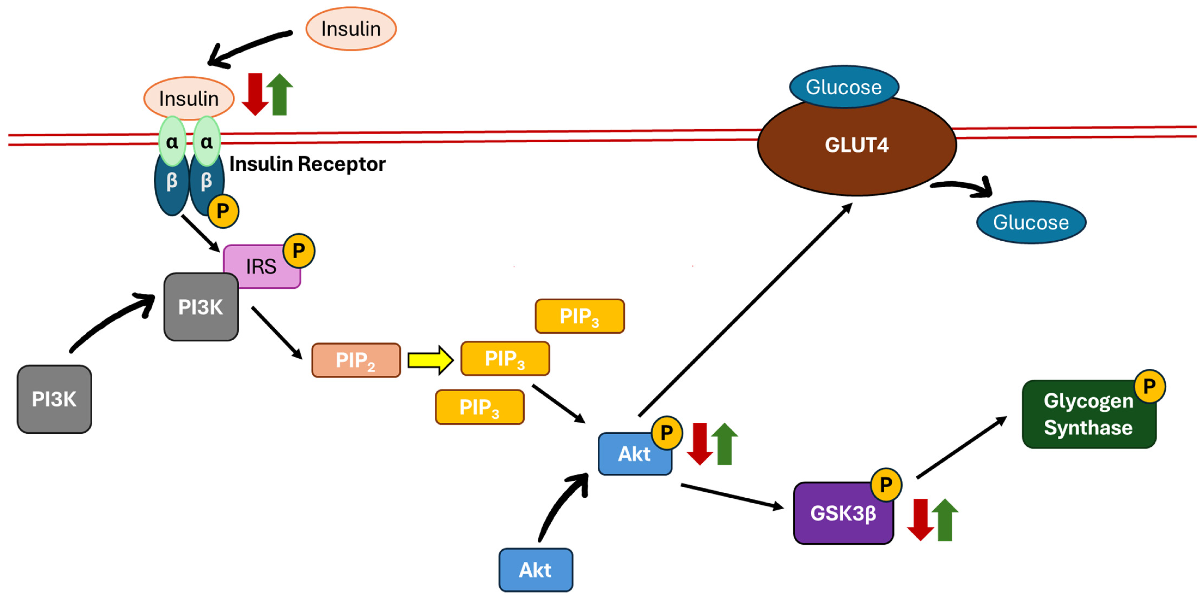 Biomedicines 13 01504 g002
