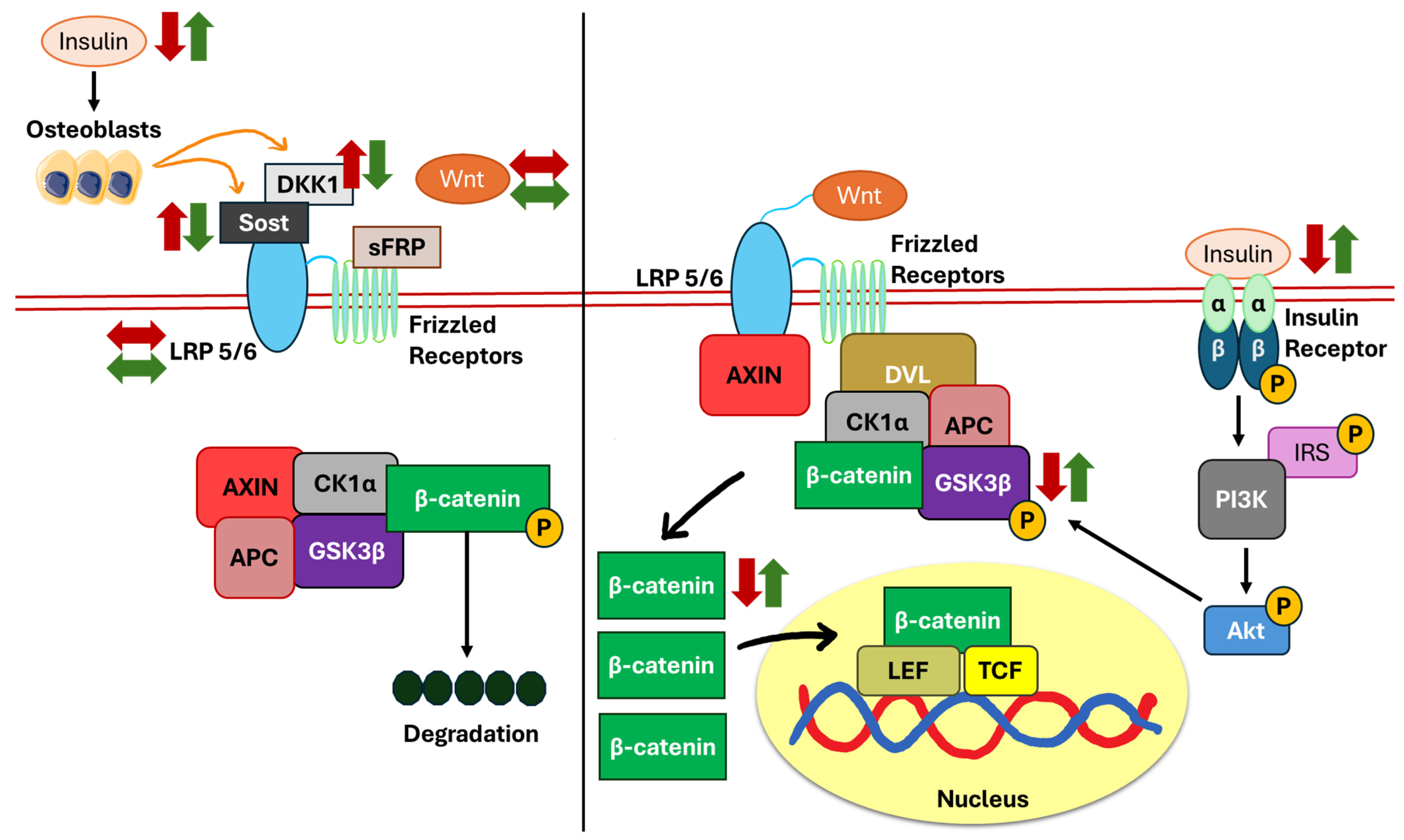 Biomedicines 13 01504 g003