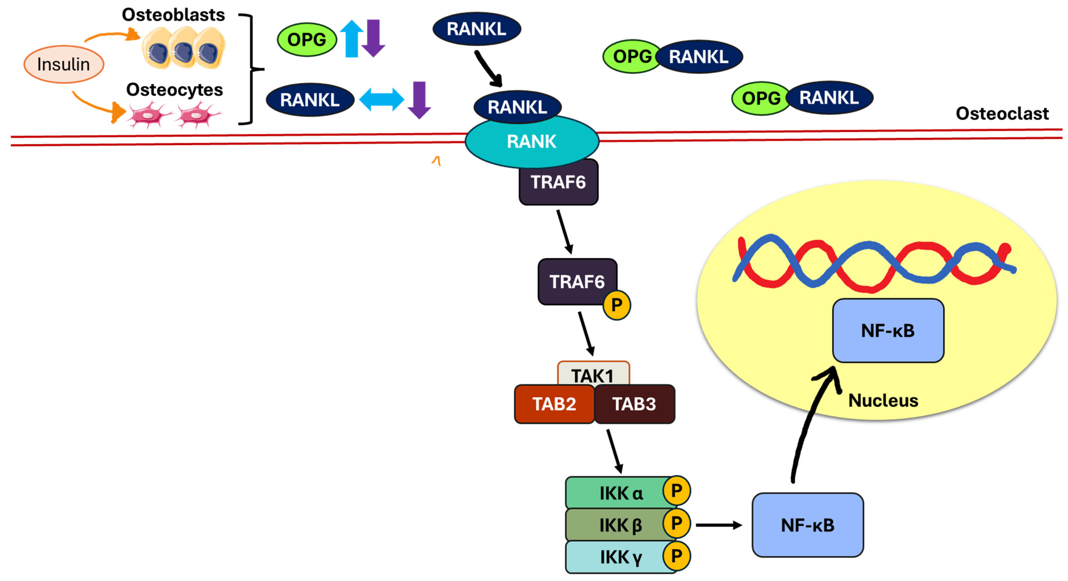Biomedicines 13 01504 g004
