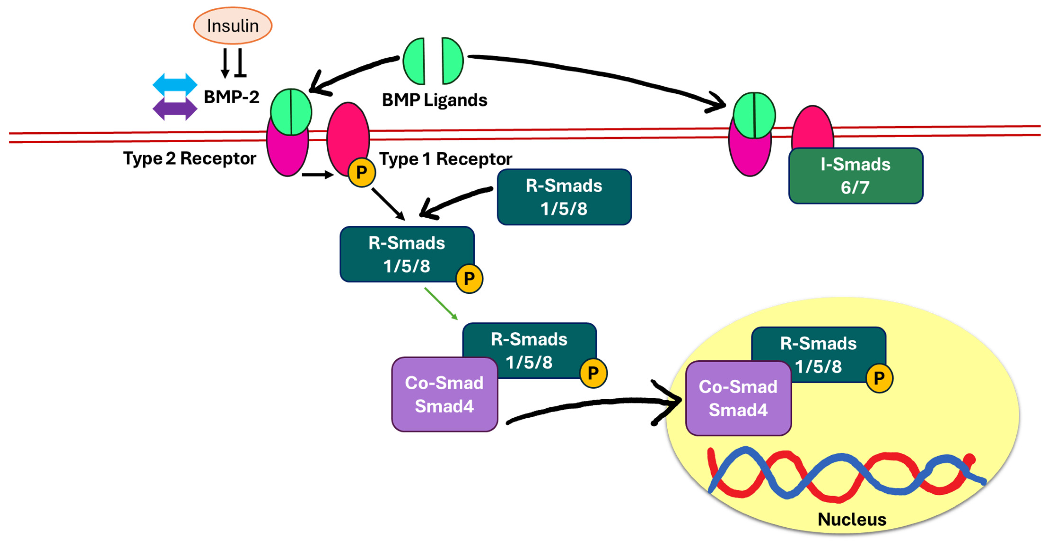 Biomedicines 13 01504 g005