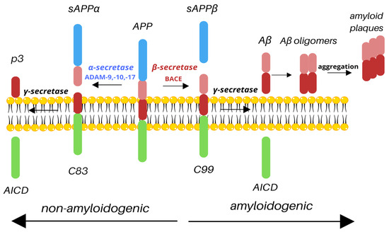 サイトウ The Potential Regulators of Amyloidogenic Pathway of APP