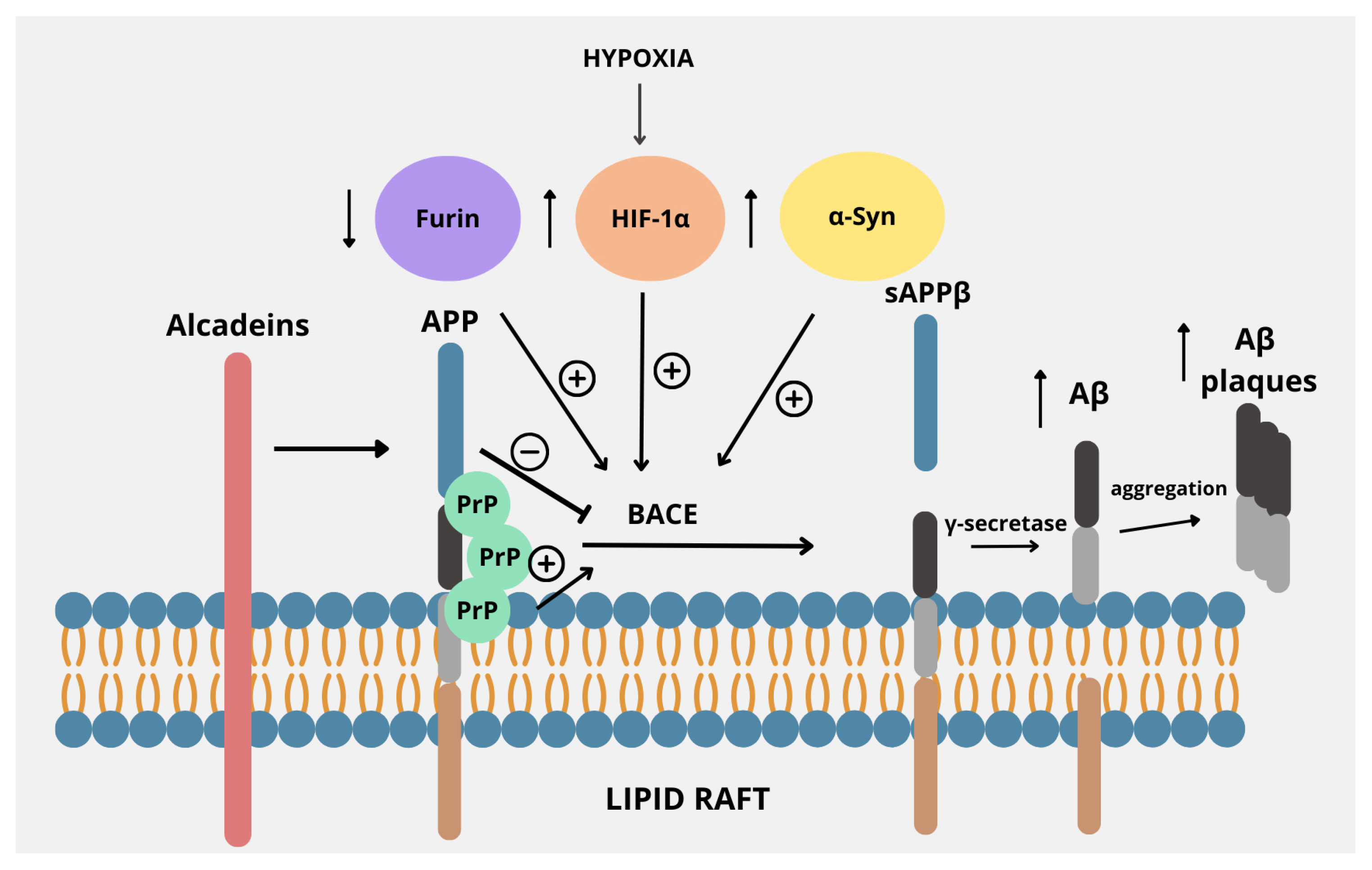 The Potential Regulators of Amyloidogenic Pathway of APP