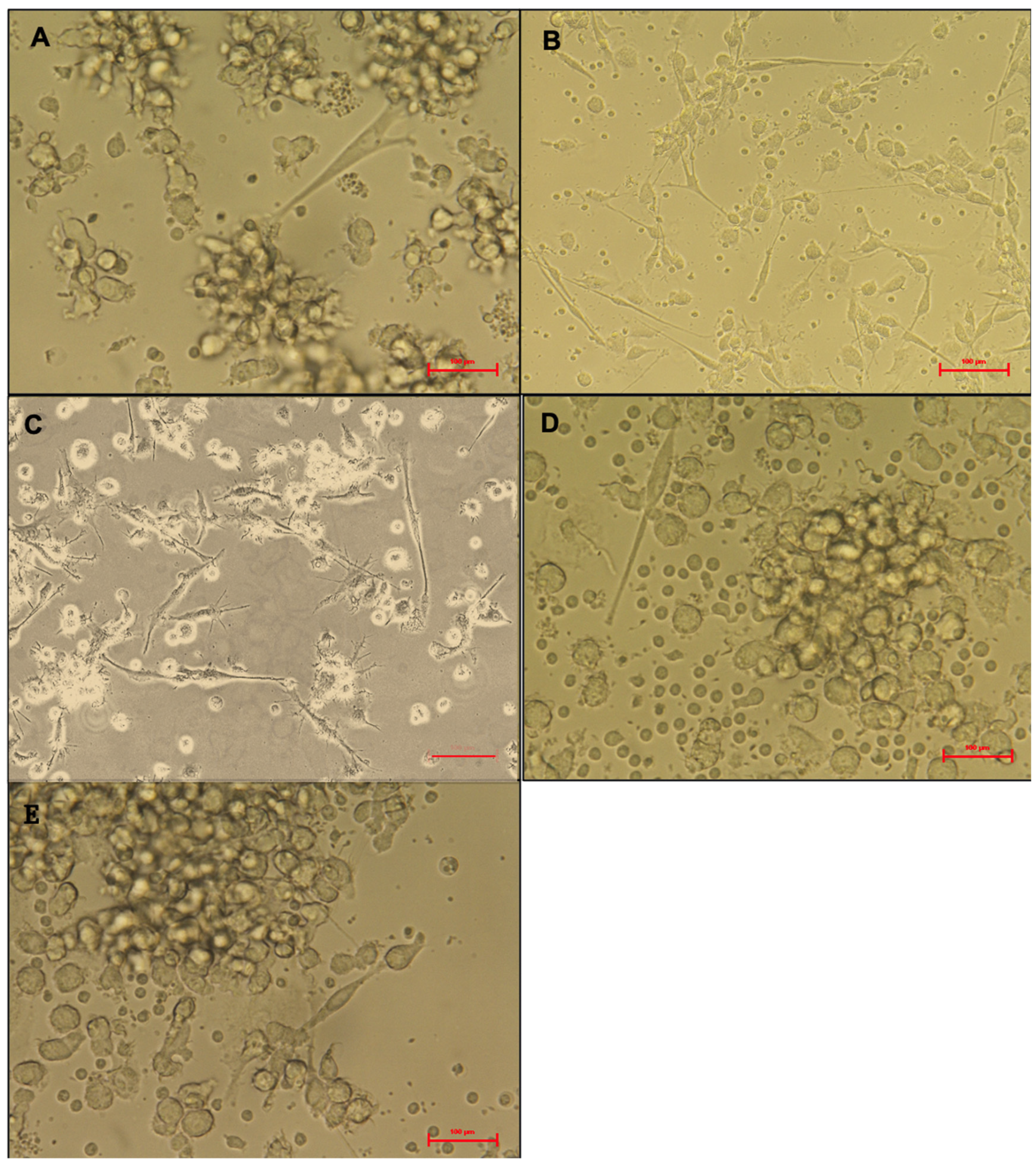 Biomedicines 13 01519 g002