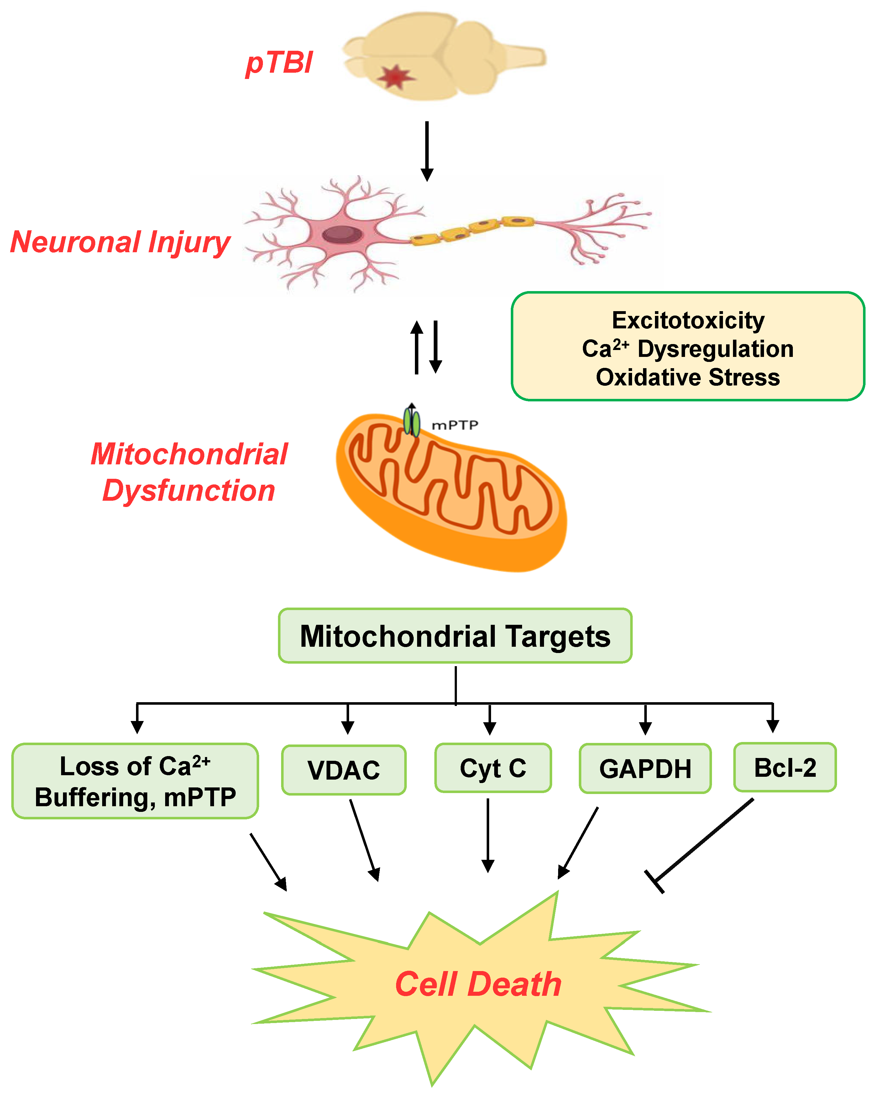 Biomedicines 13 01520 g006