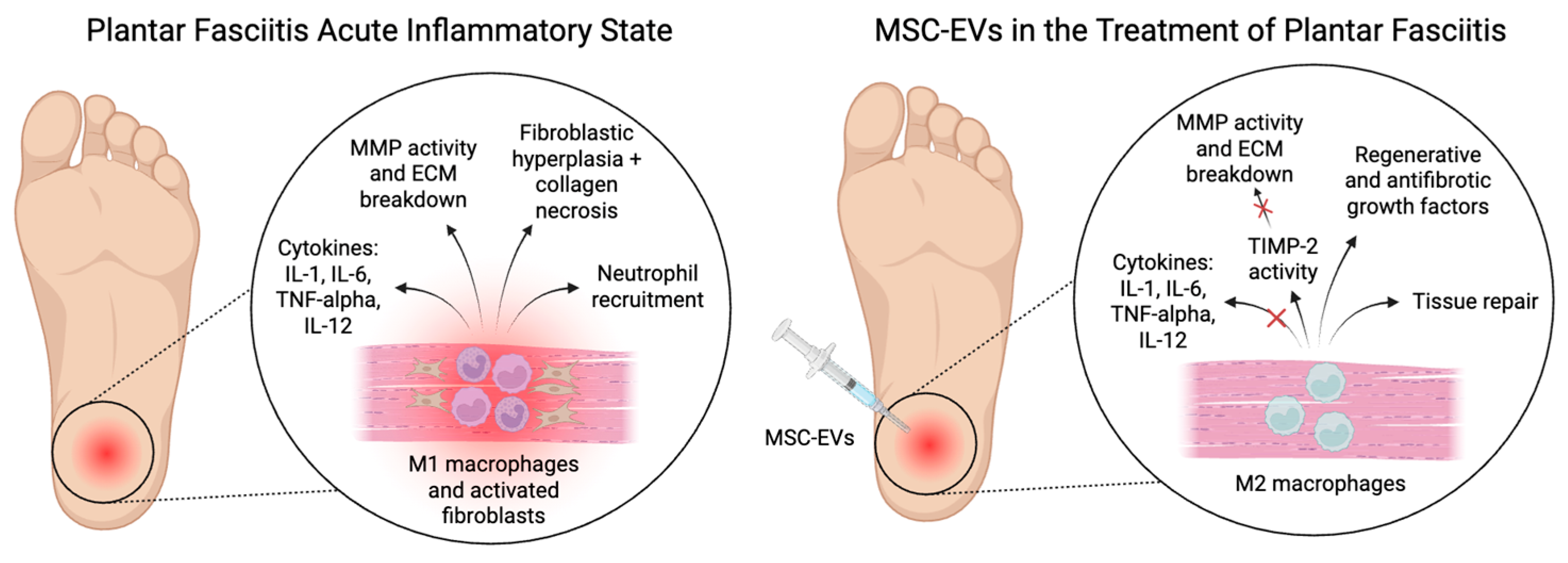 Biomedicines 13 01528 g003