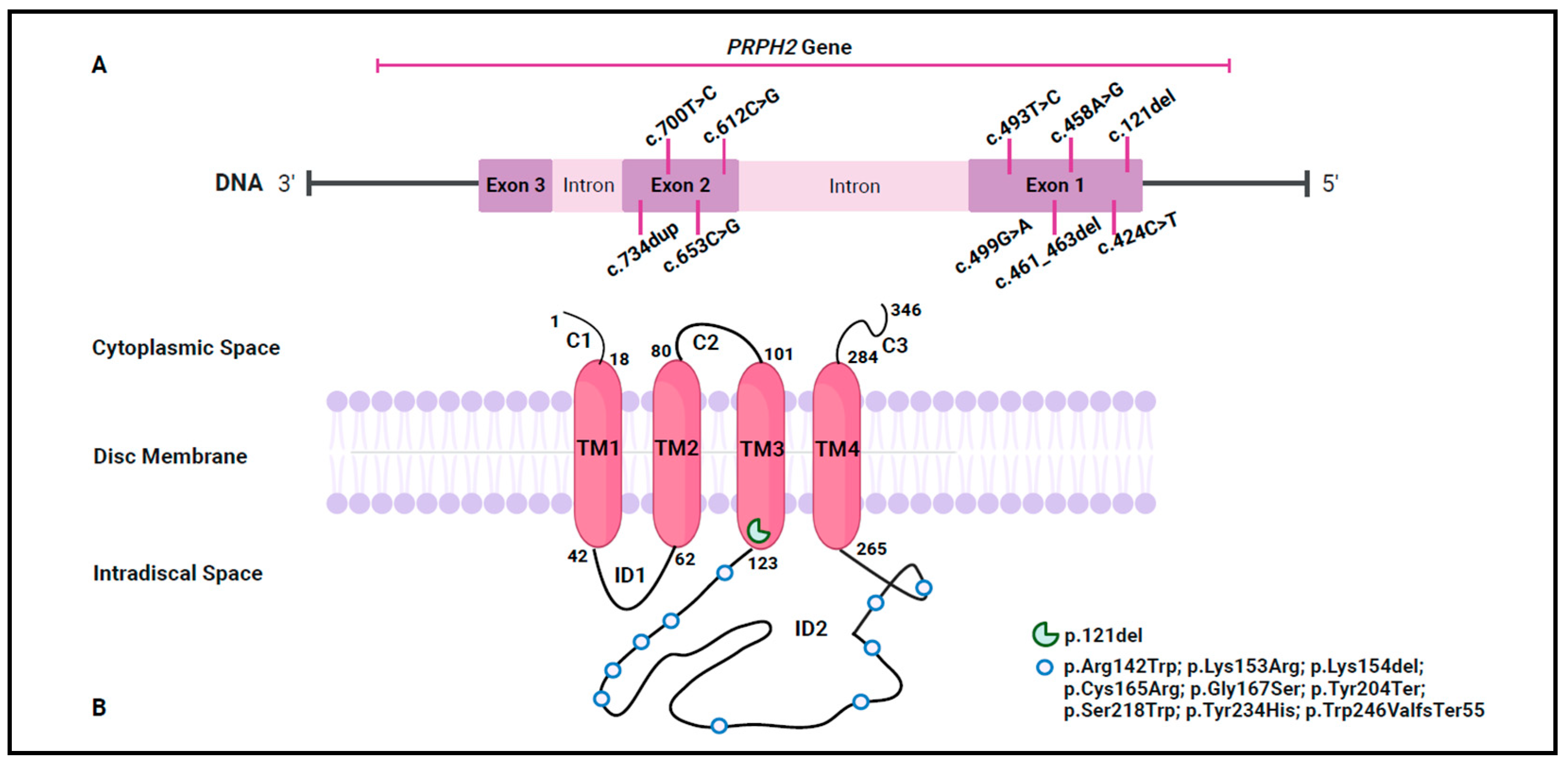 Biomedicines 13 01531 g001