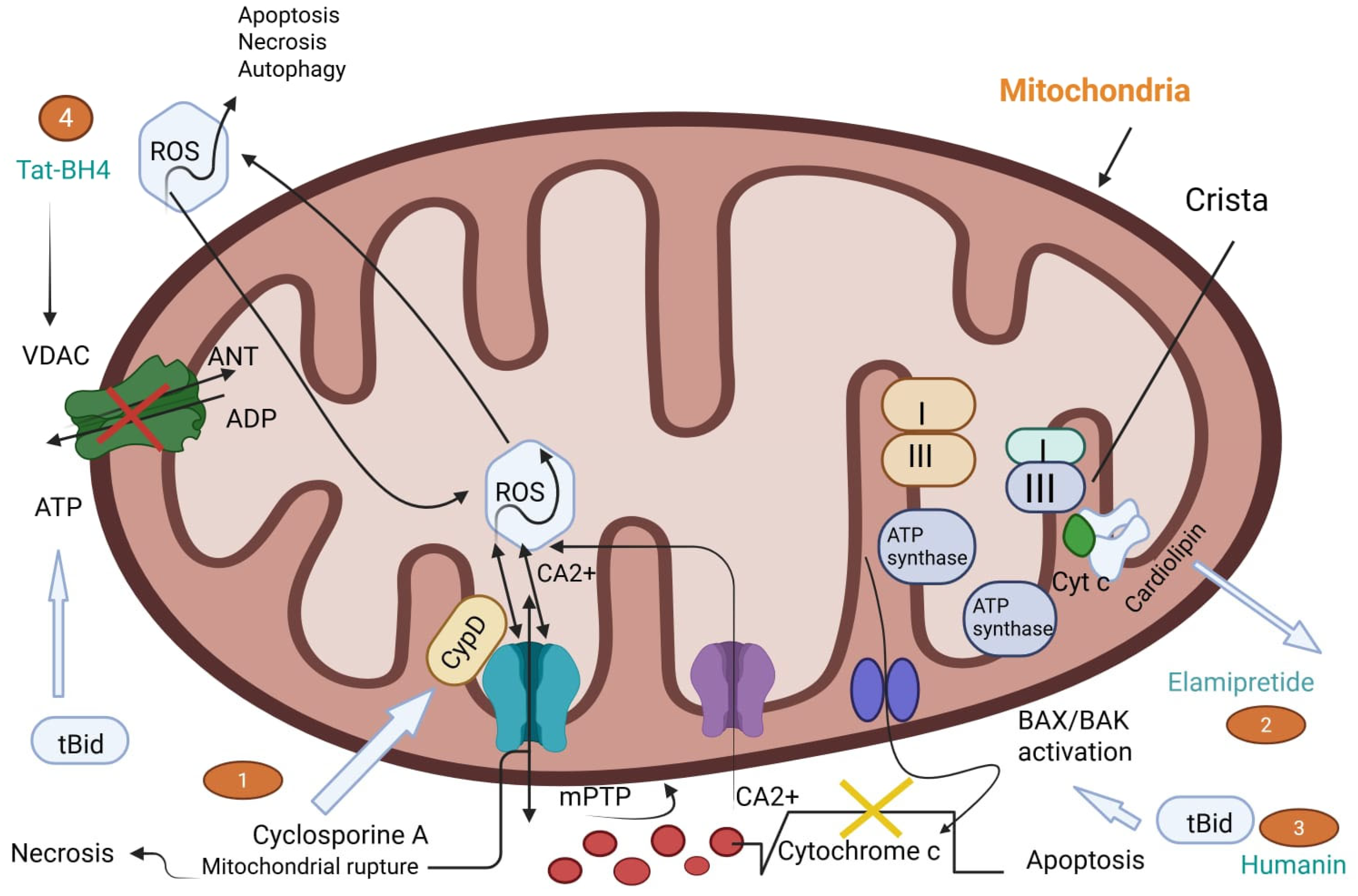 Biomedicines 13 01532 g002