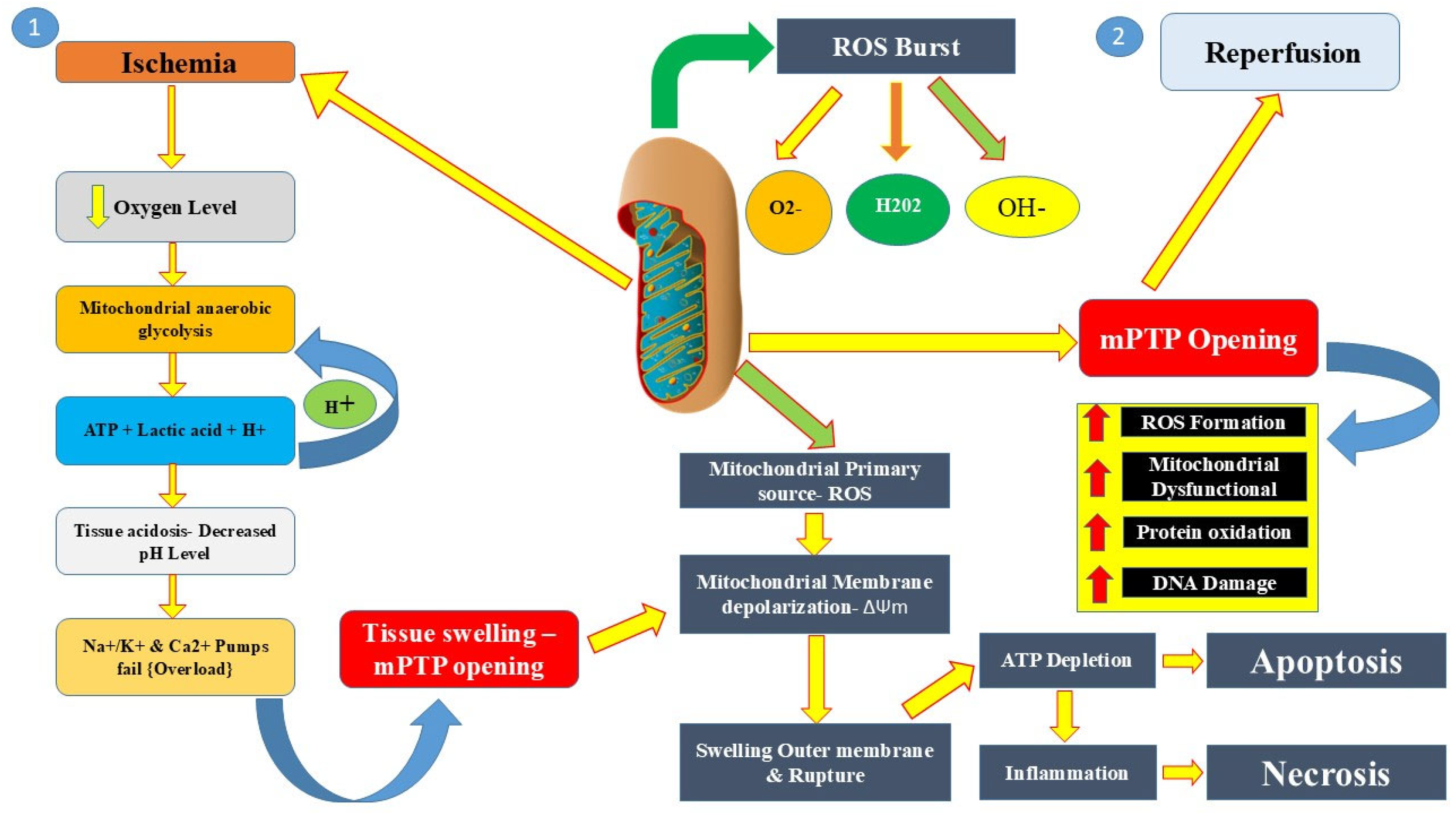 Biomedicines 13 01532 g003