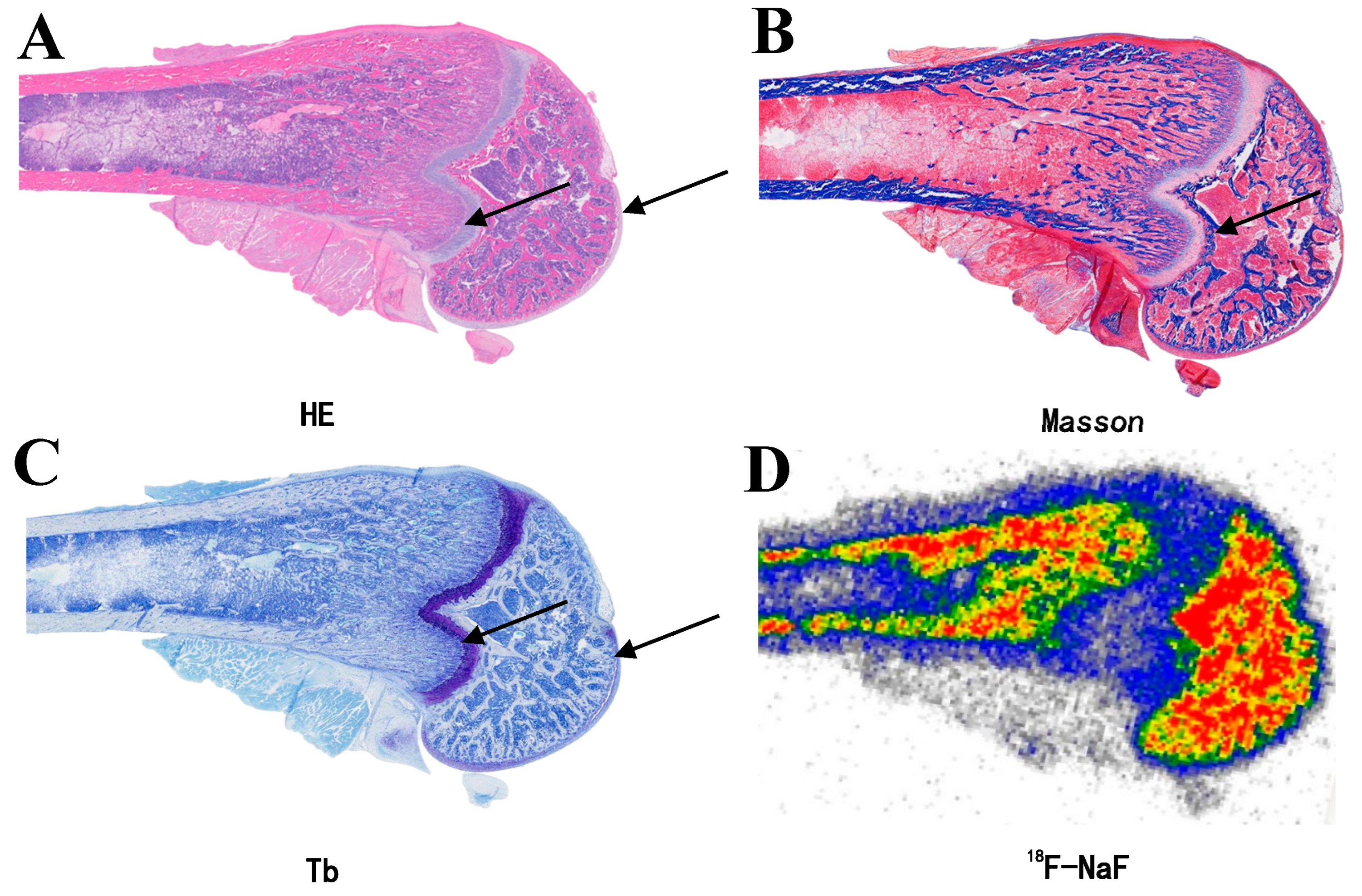 Biomedicines 13 01540 g003