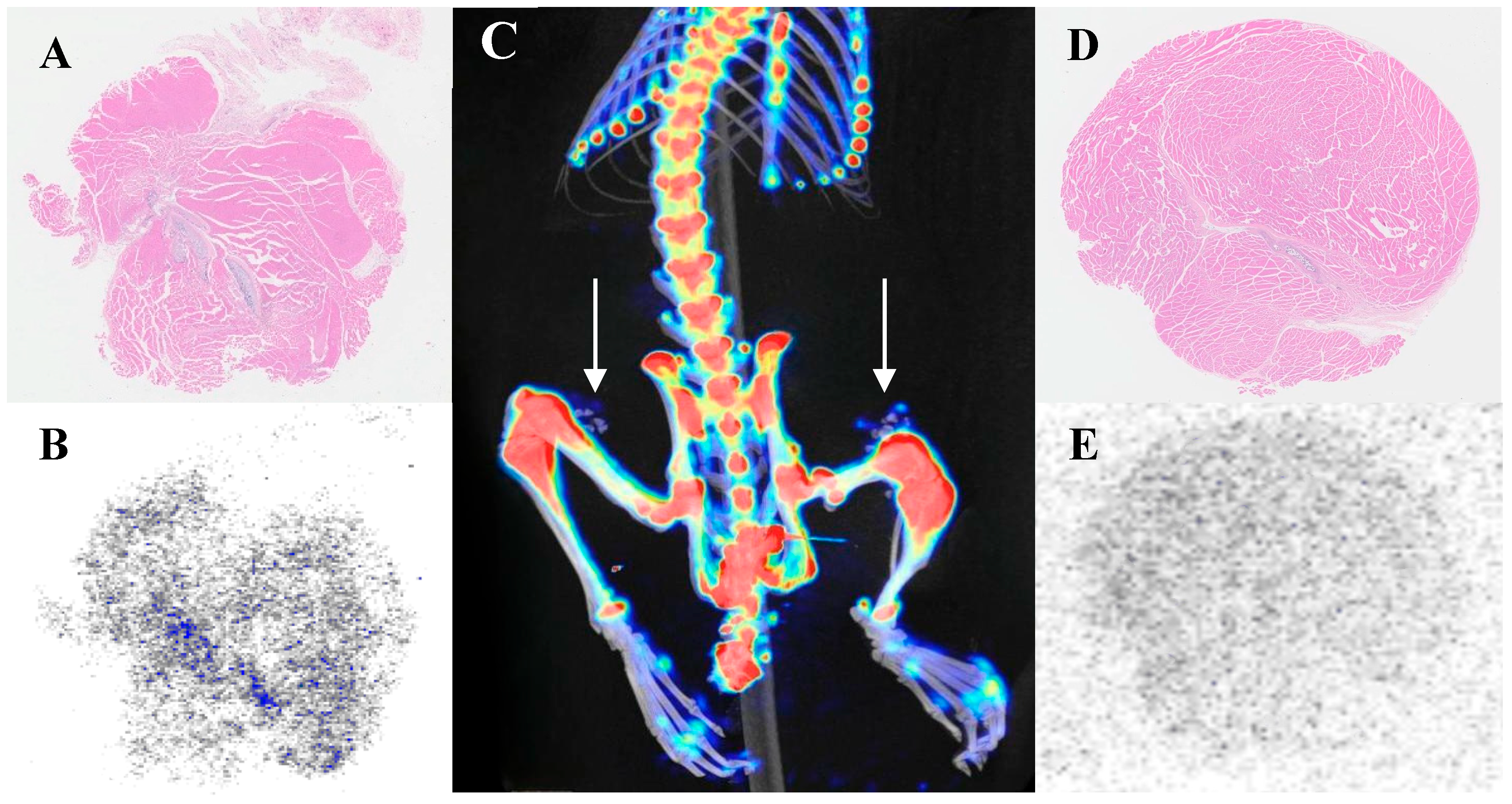 Biomedicines 13 01540 g006