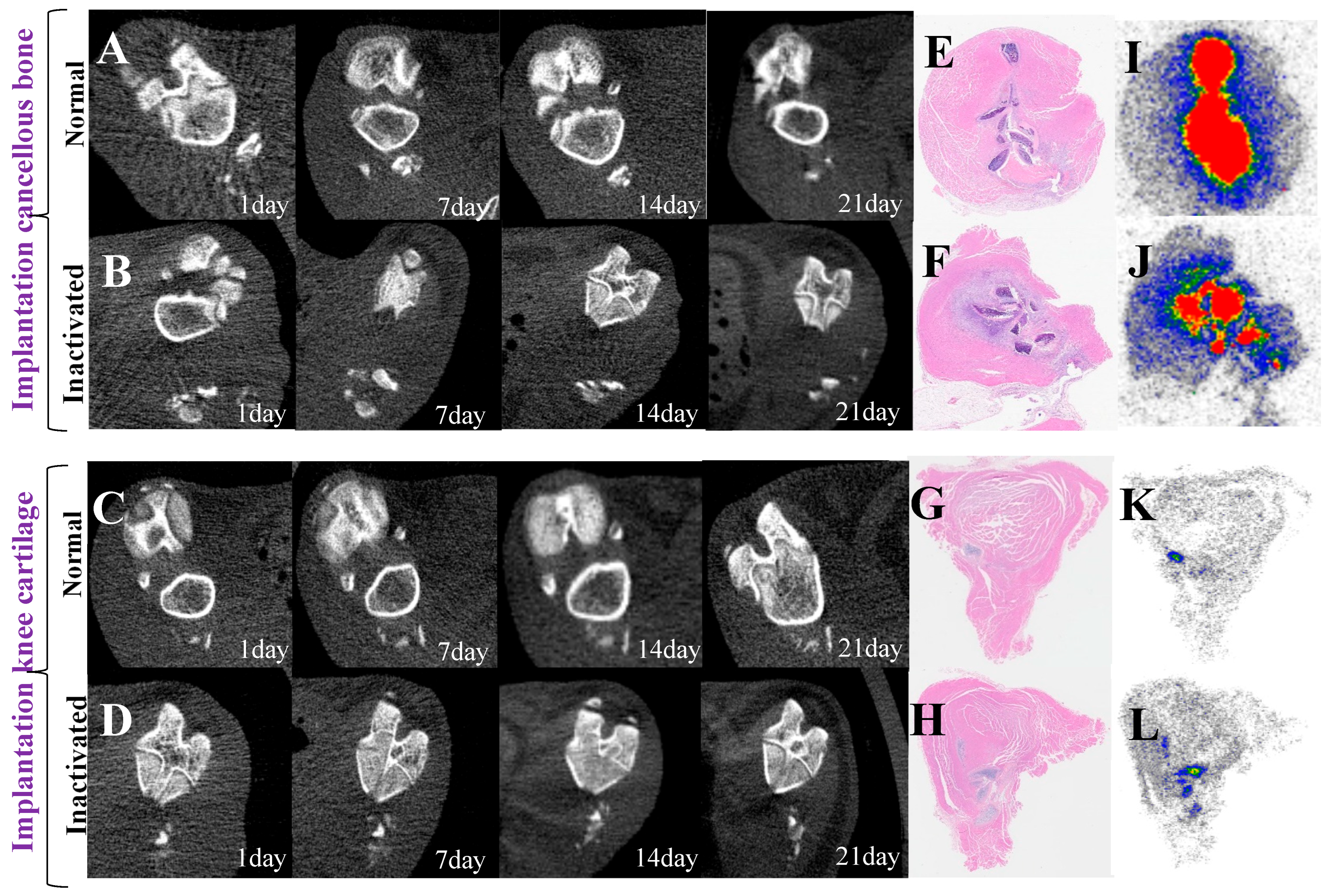 Biomedicines 13 01540 g007