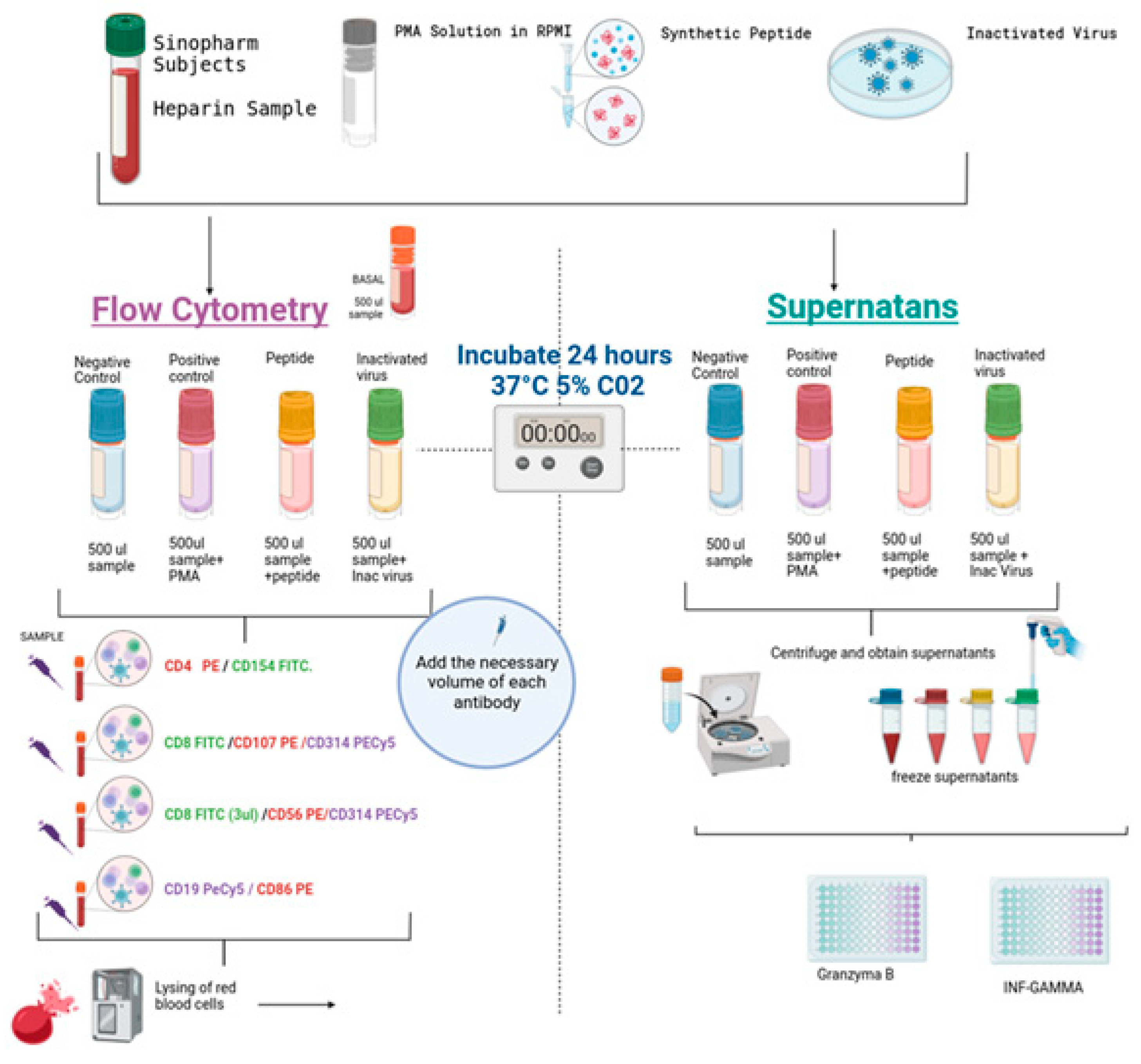 Biomedicines 13 01550 g001