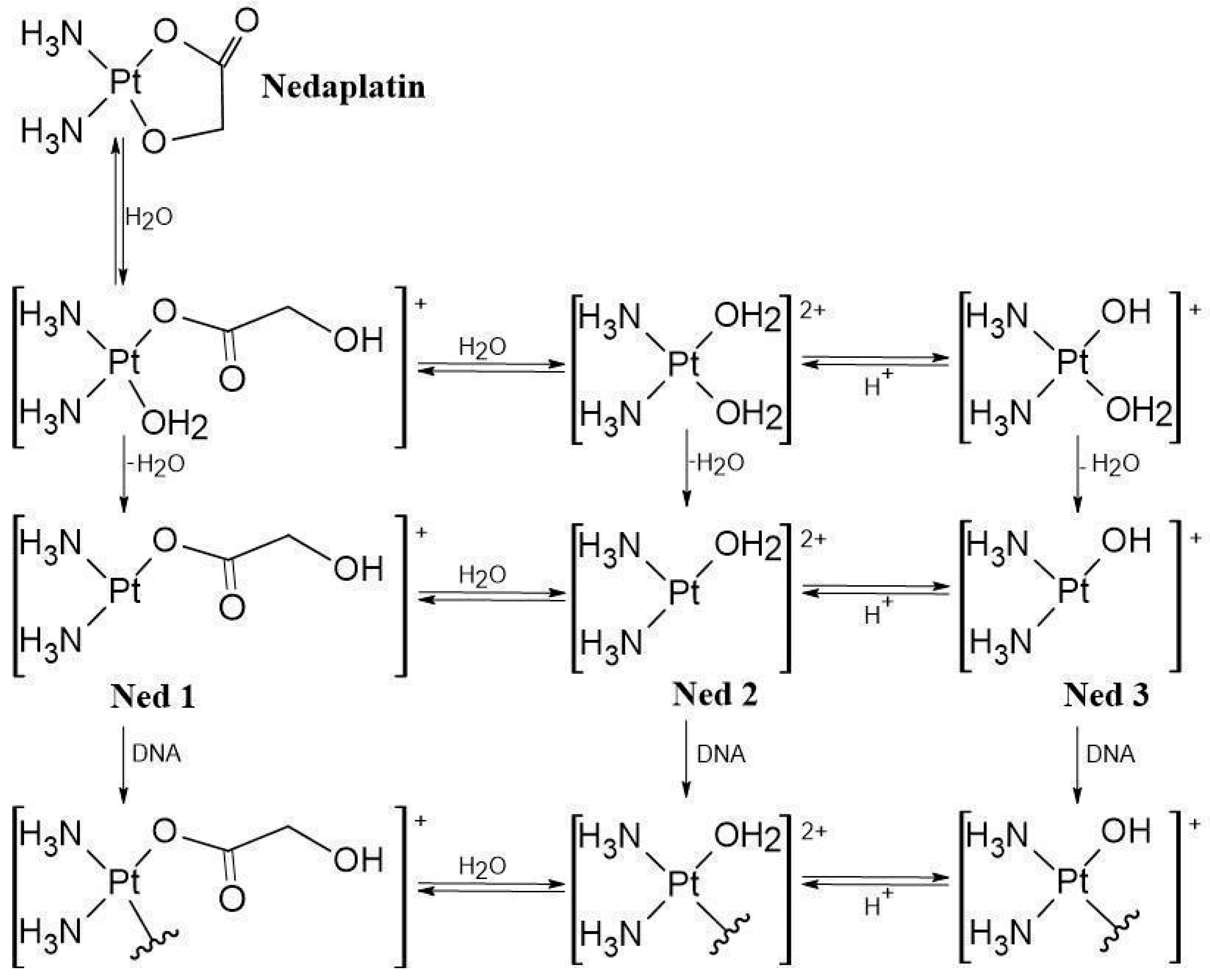 Biomedicines 13 01551 g002