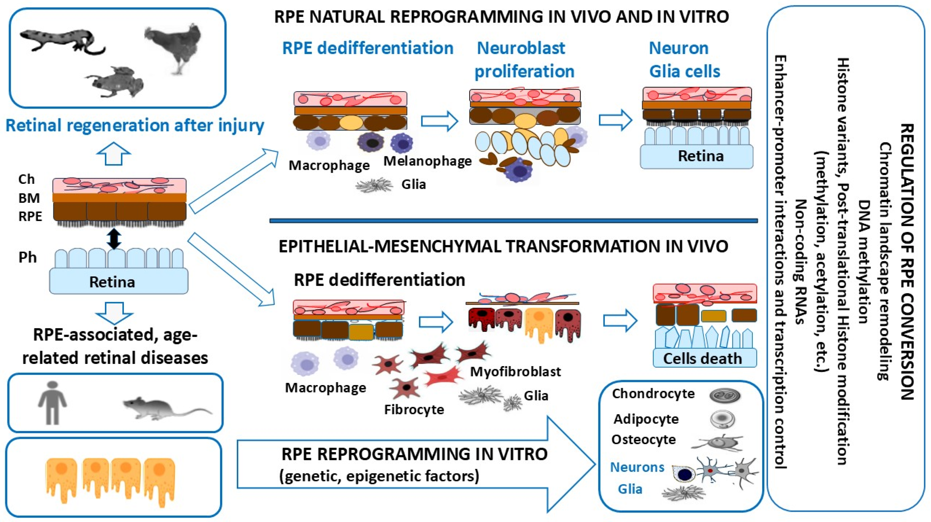 Biomedicines 13 01552 g001