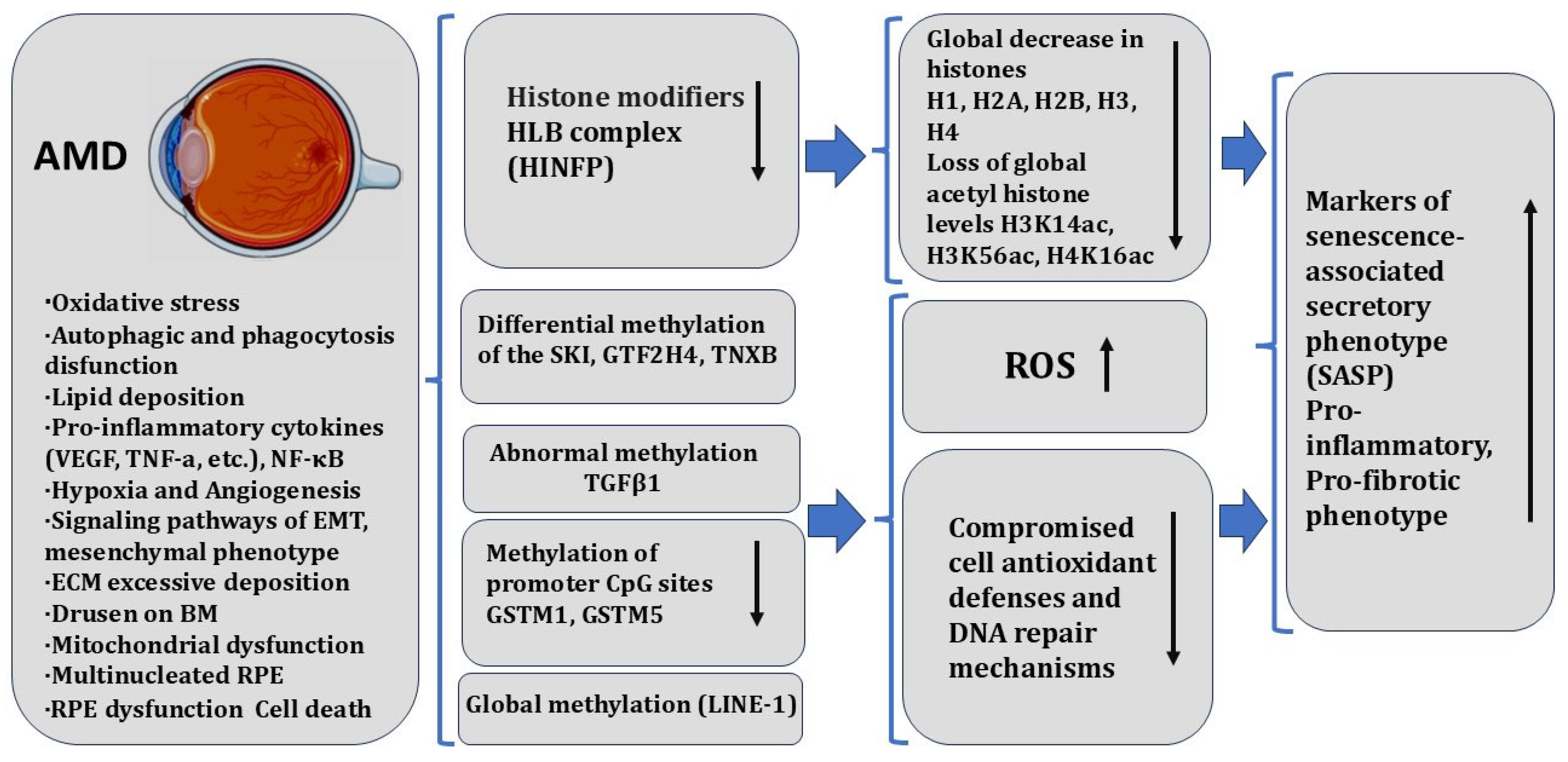 Biomedicines 13 01552 g005