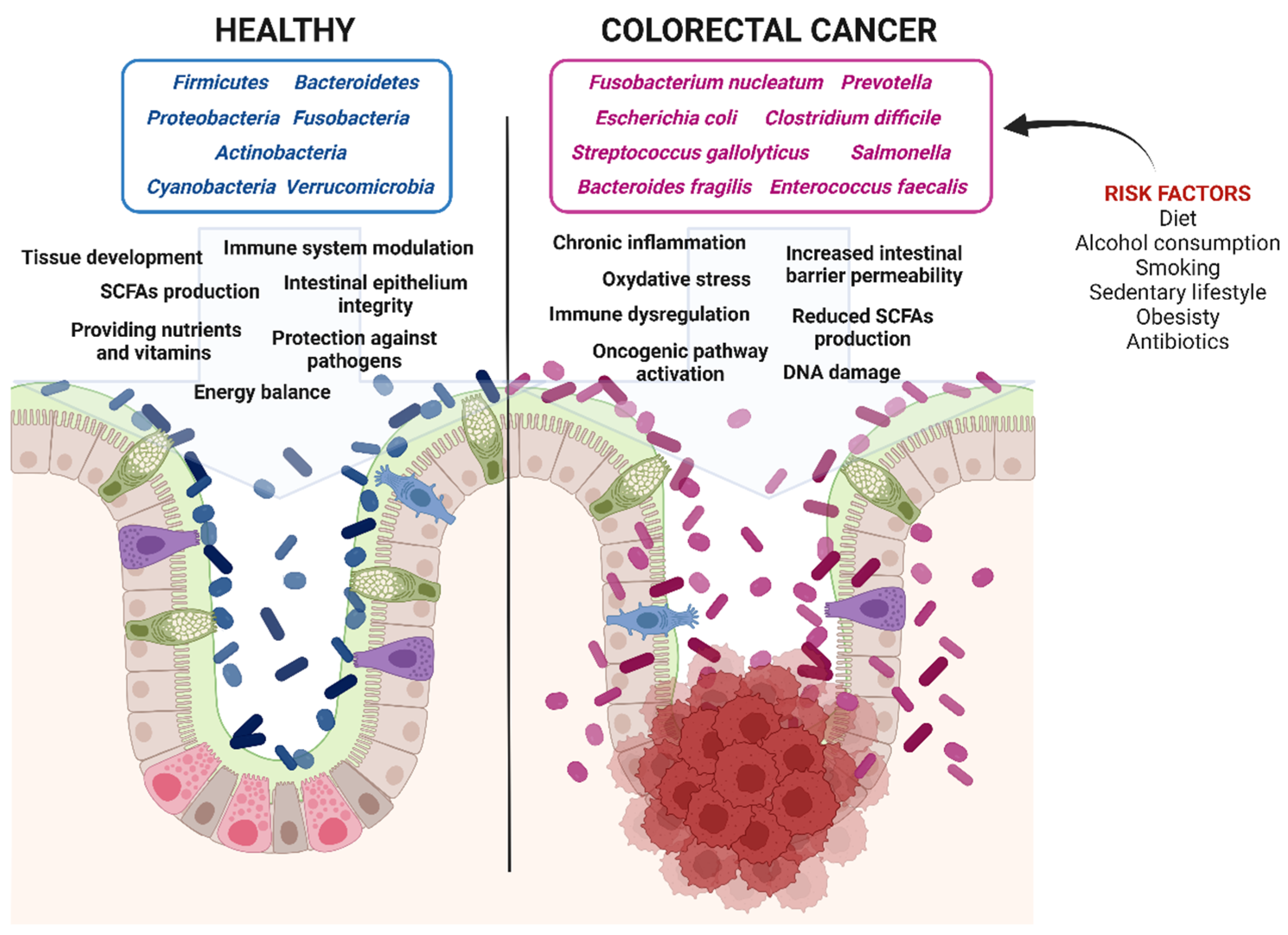 Aoli The Anti-Inflammatory, Immunomodulatory, and Pro-Autophagy