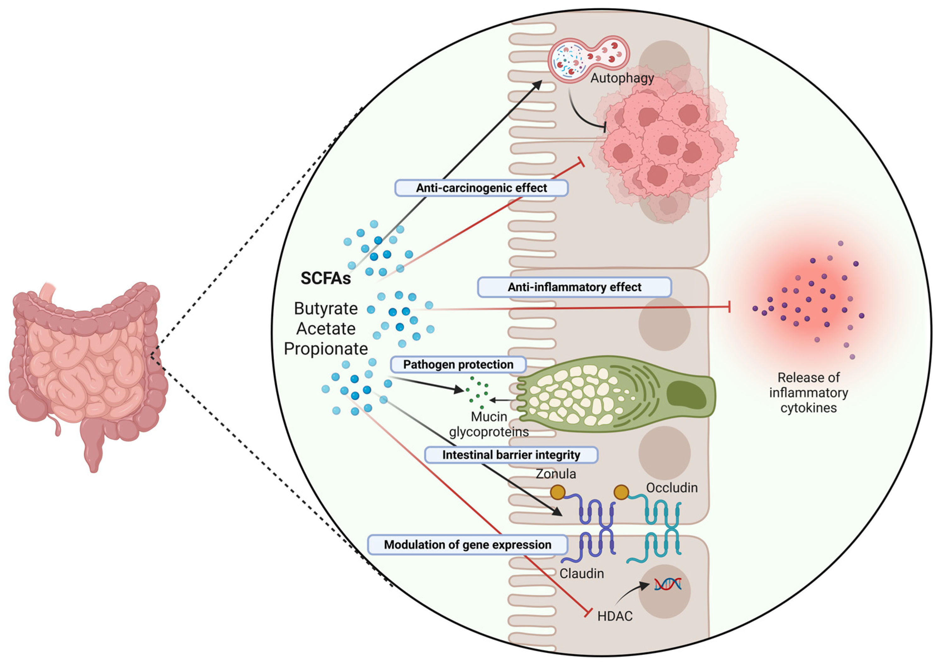 Biomedicines 13 01554 g004