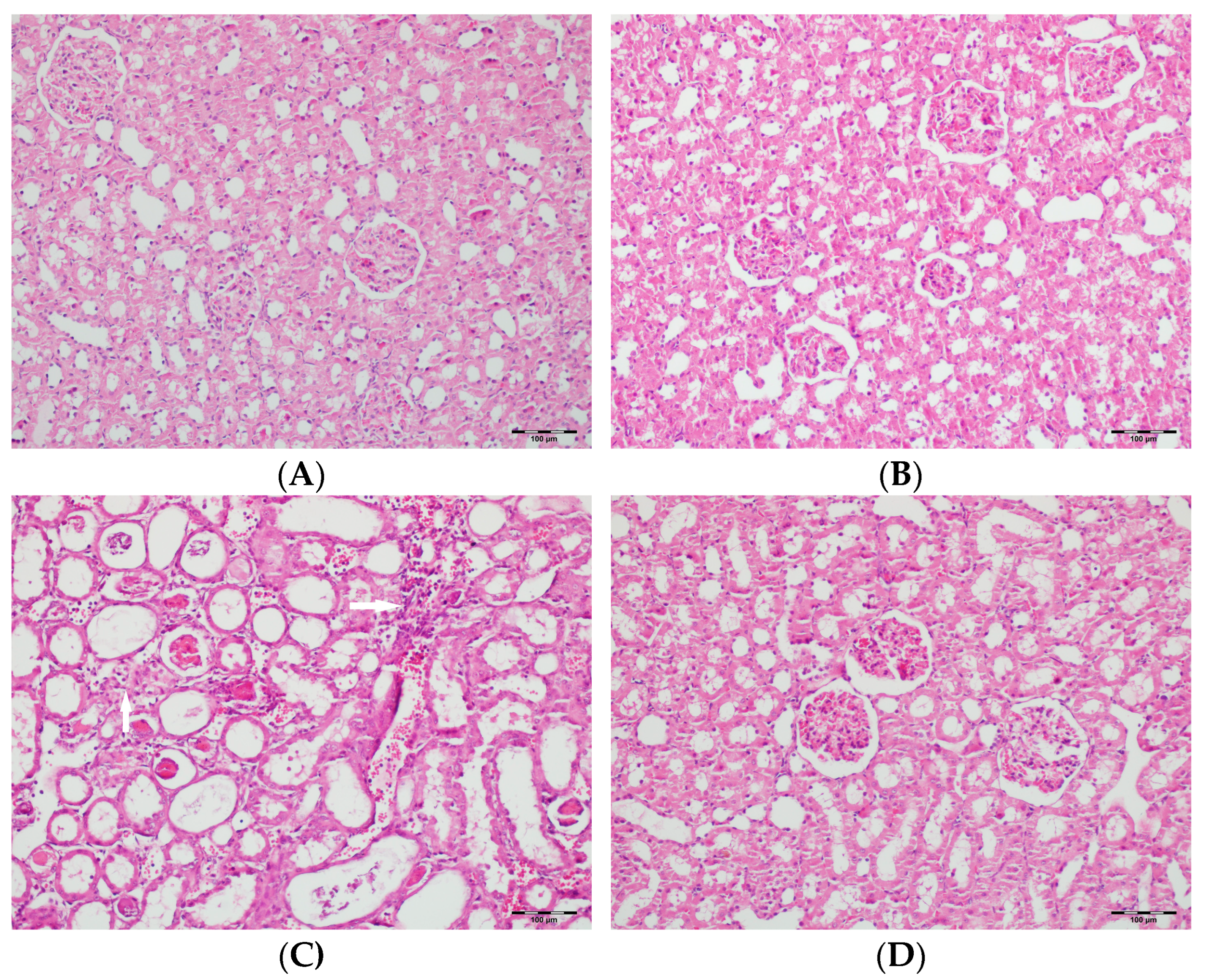 Biomedicines 13 01582 g006