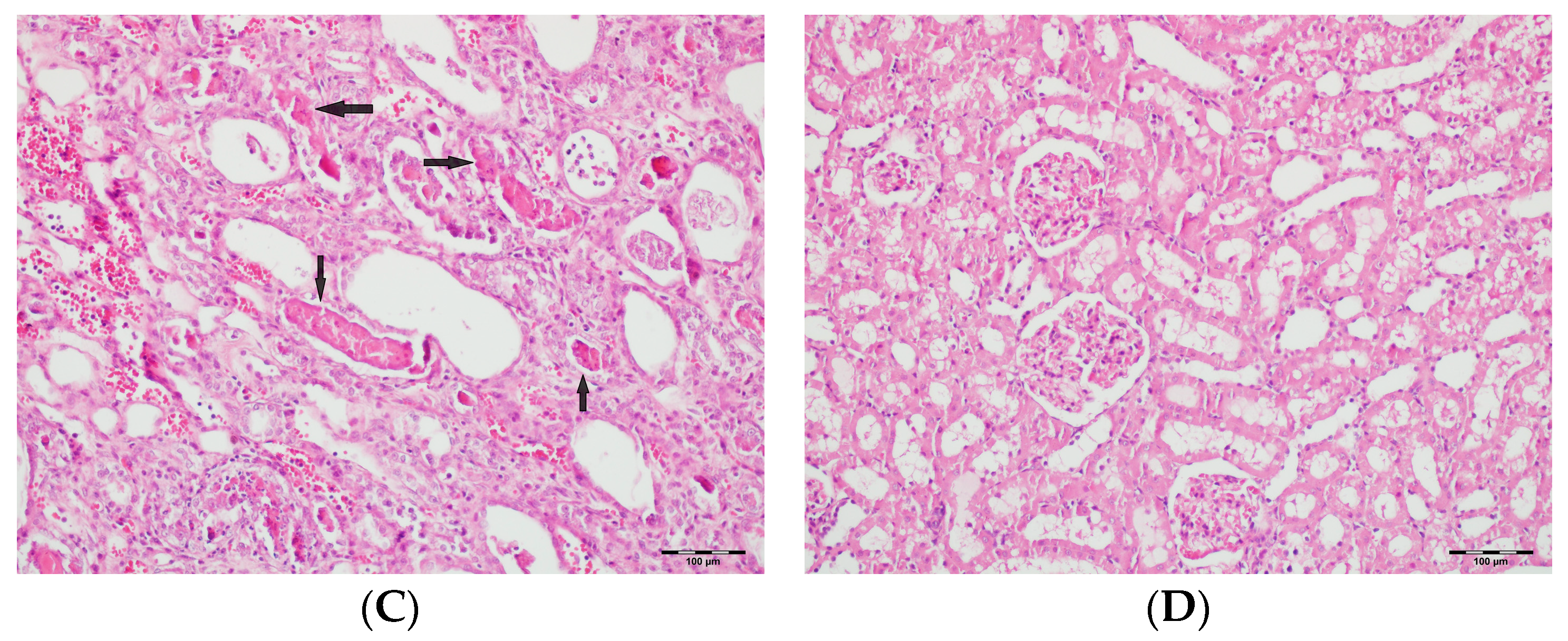 Biomedicines 13 01582 g007b
