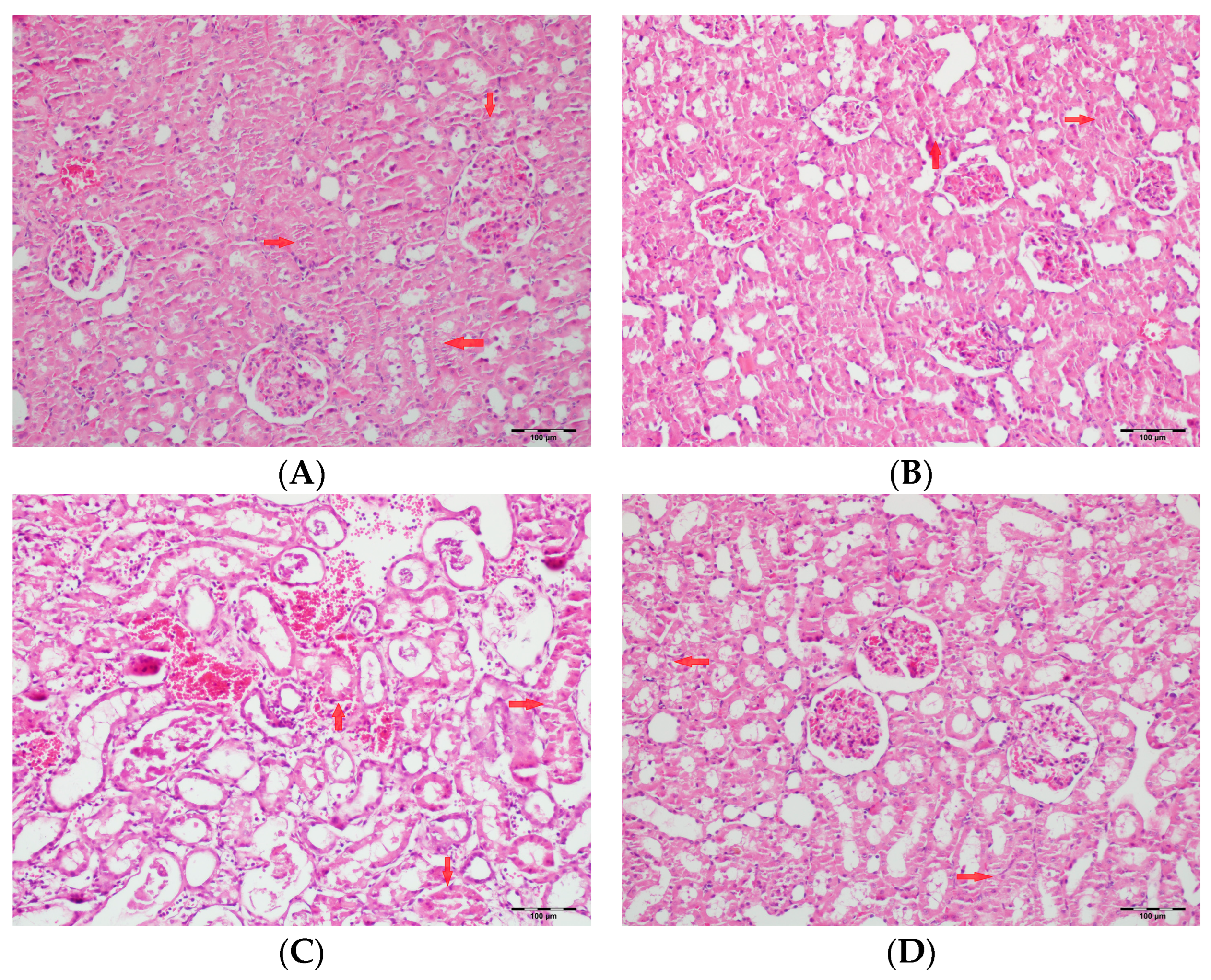 Biomedicines 13 01582 g008