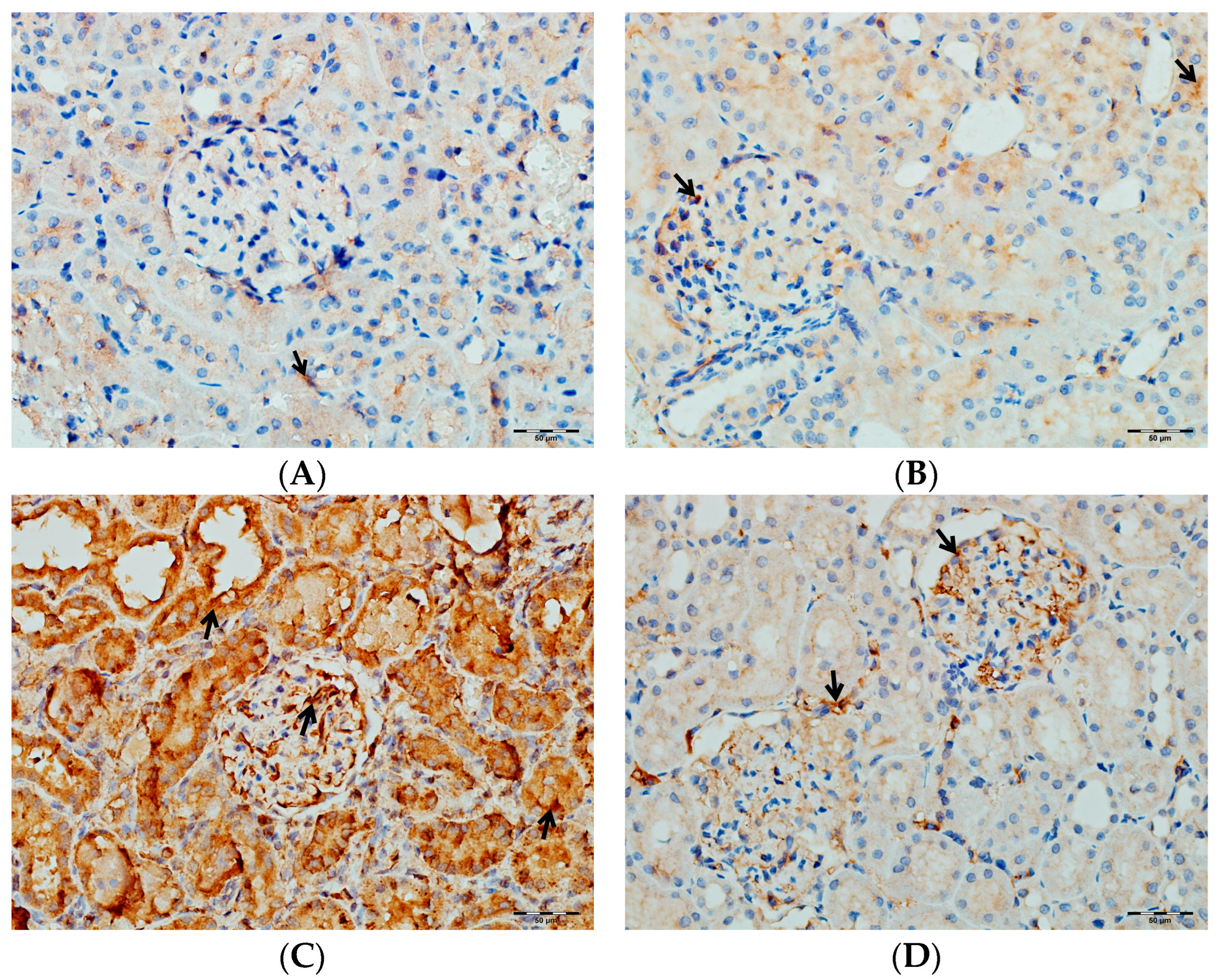 Biomedicines 13 01582 g017
