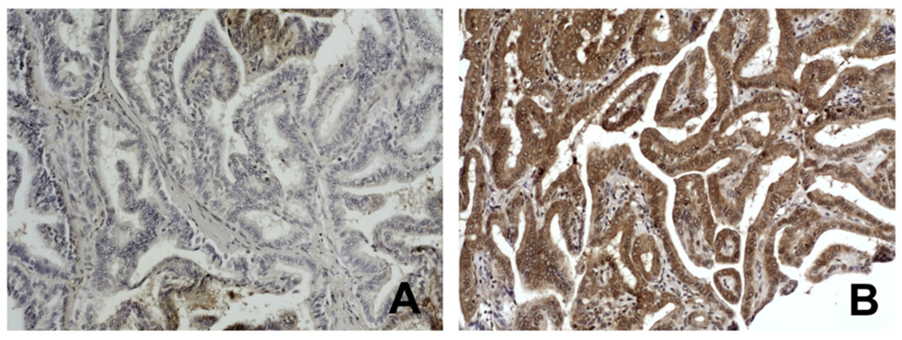 Biomedicines 13 01583 g004 Biomedicines 13 01583 g004