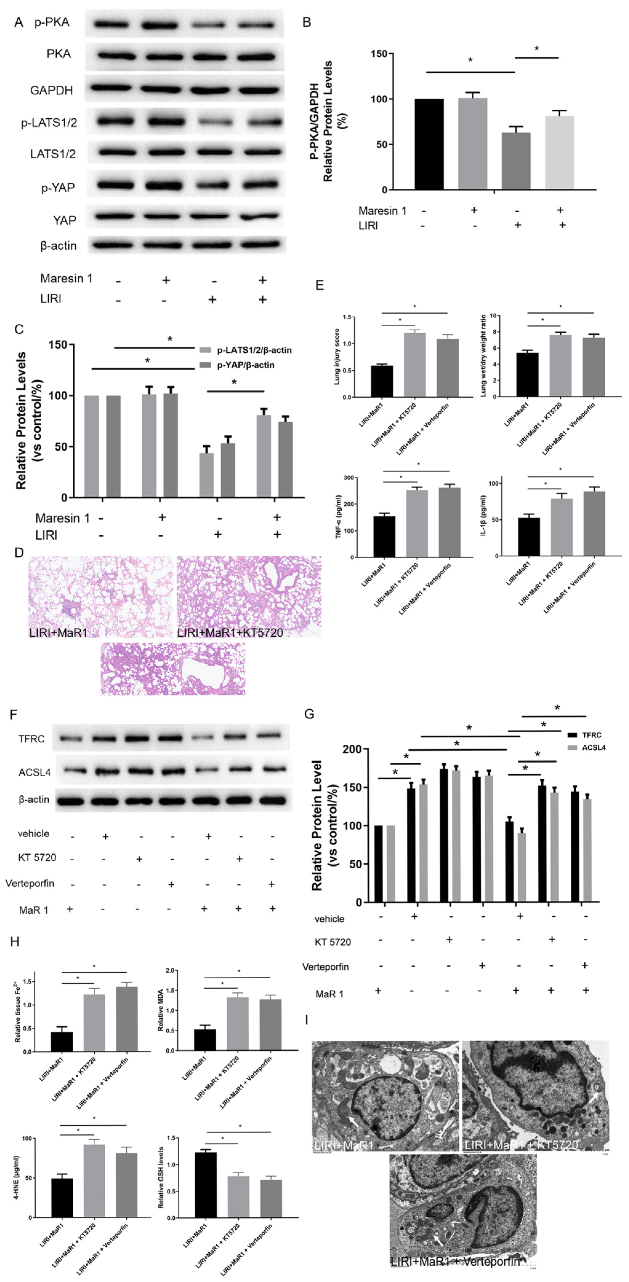 Biomedicines 13 01594 g003