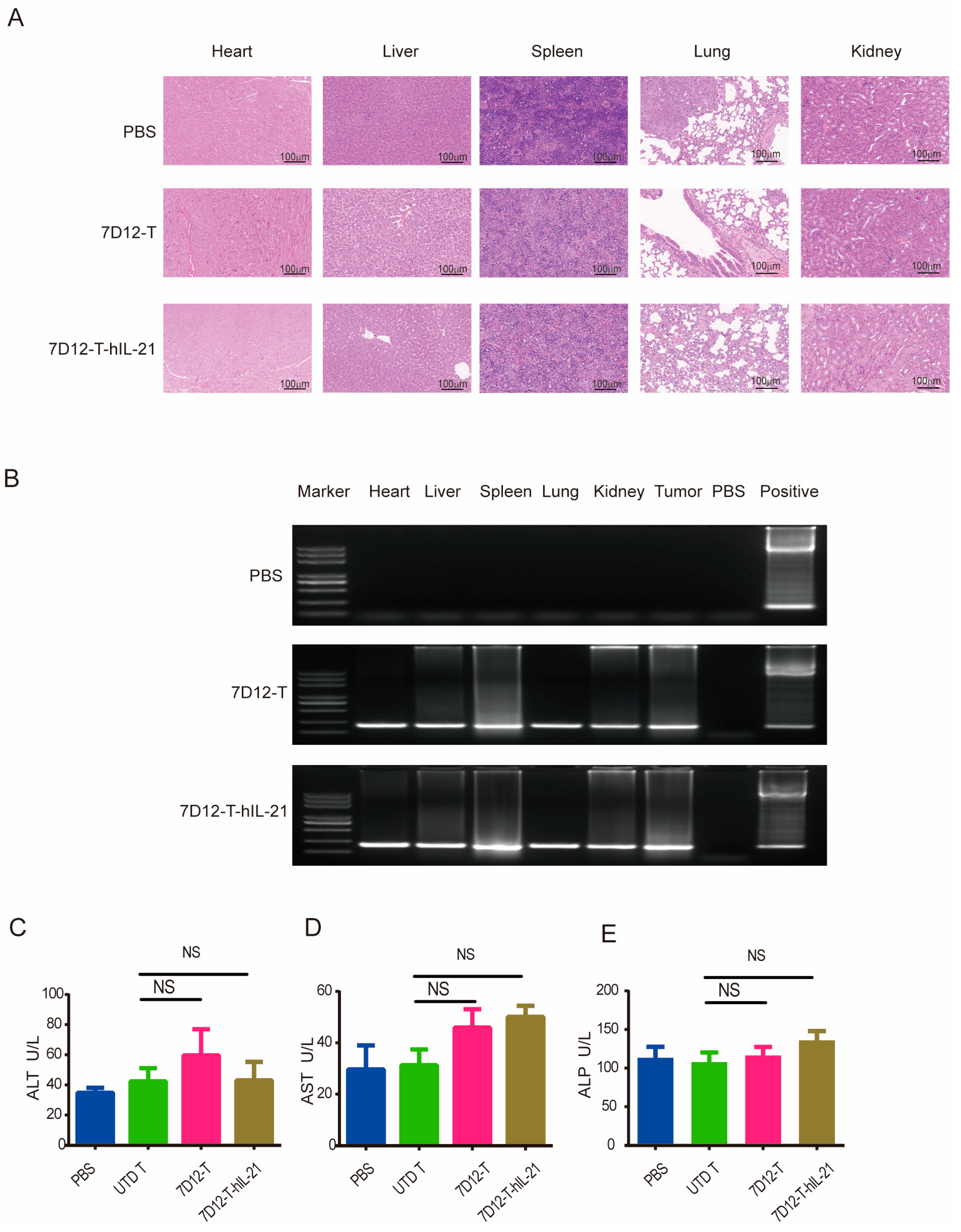 Biomedicines 13 01598 g007
