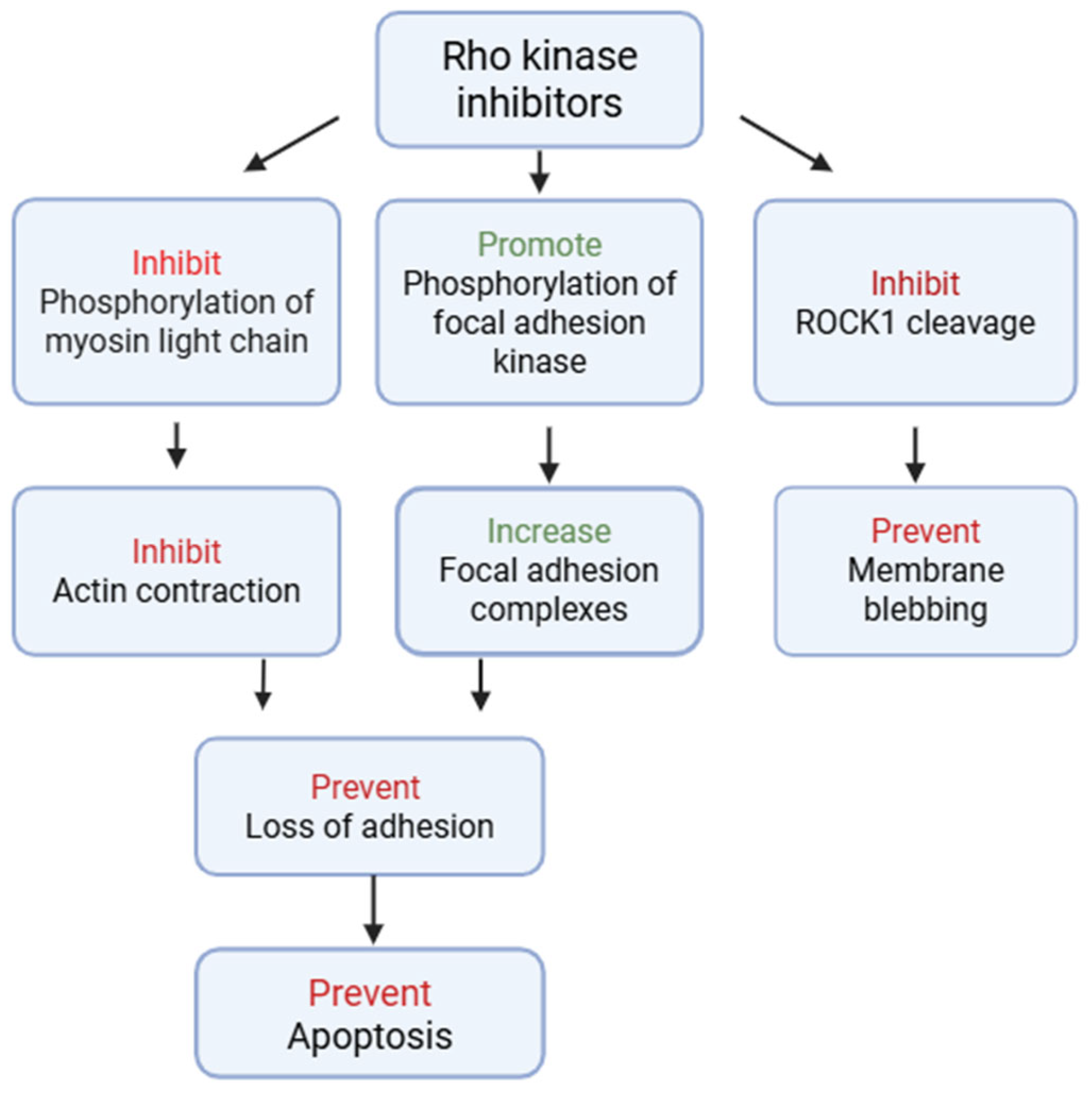 Biomedicines 13 01602 g002