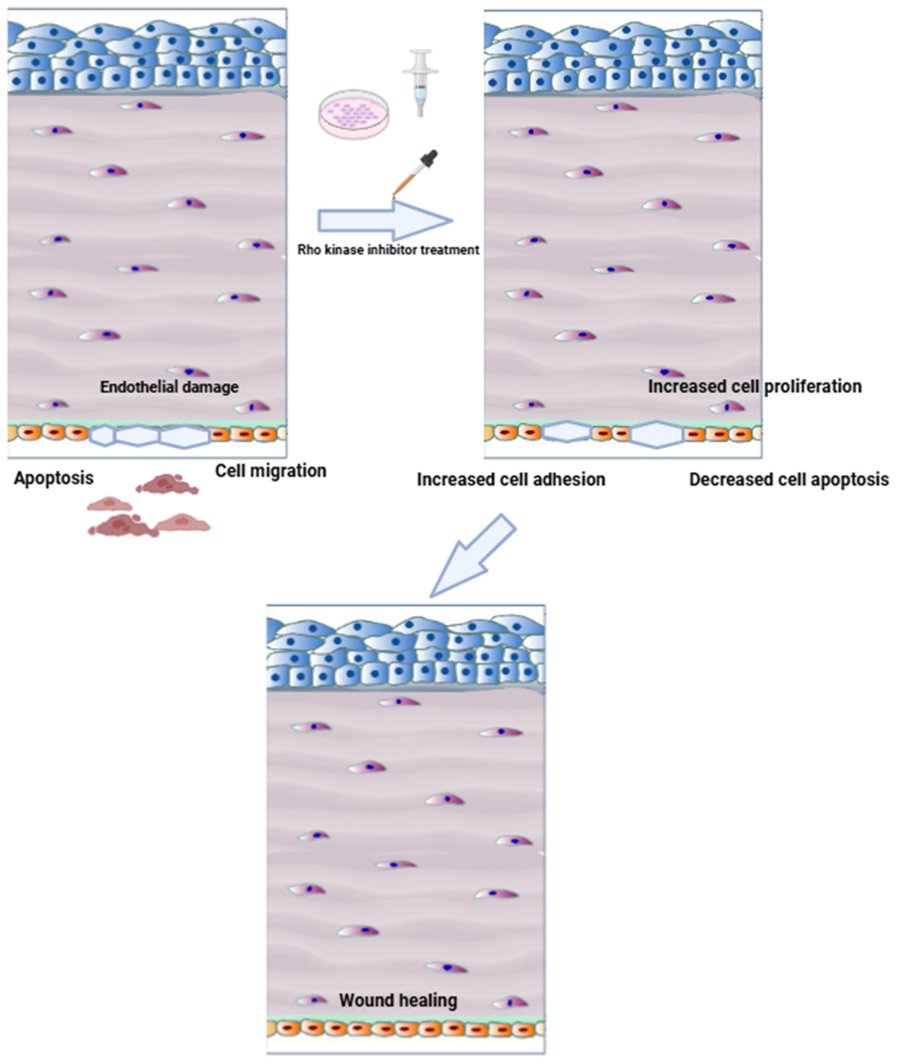 Biomedicines 13 01602 g003