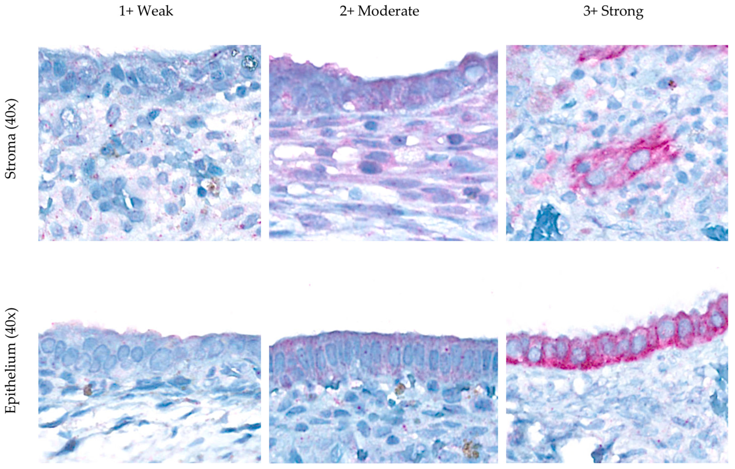 Biomedicines 13 01605 g001