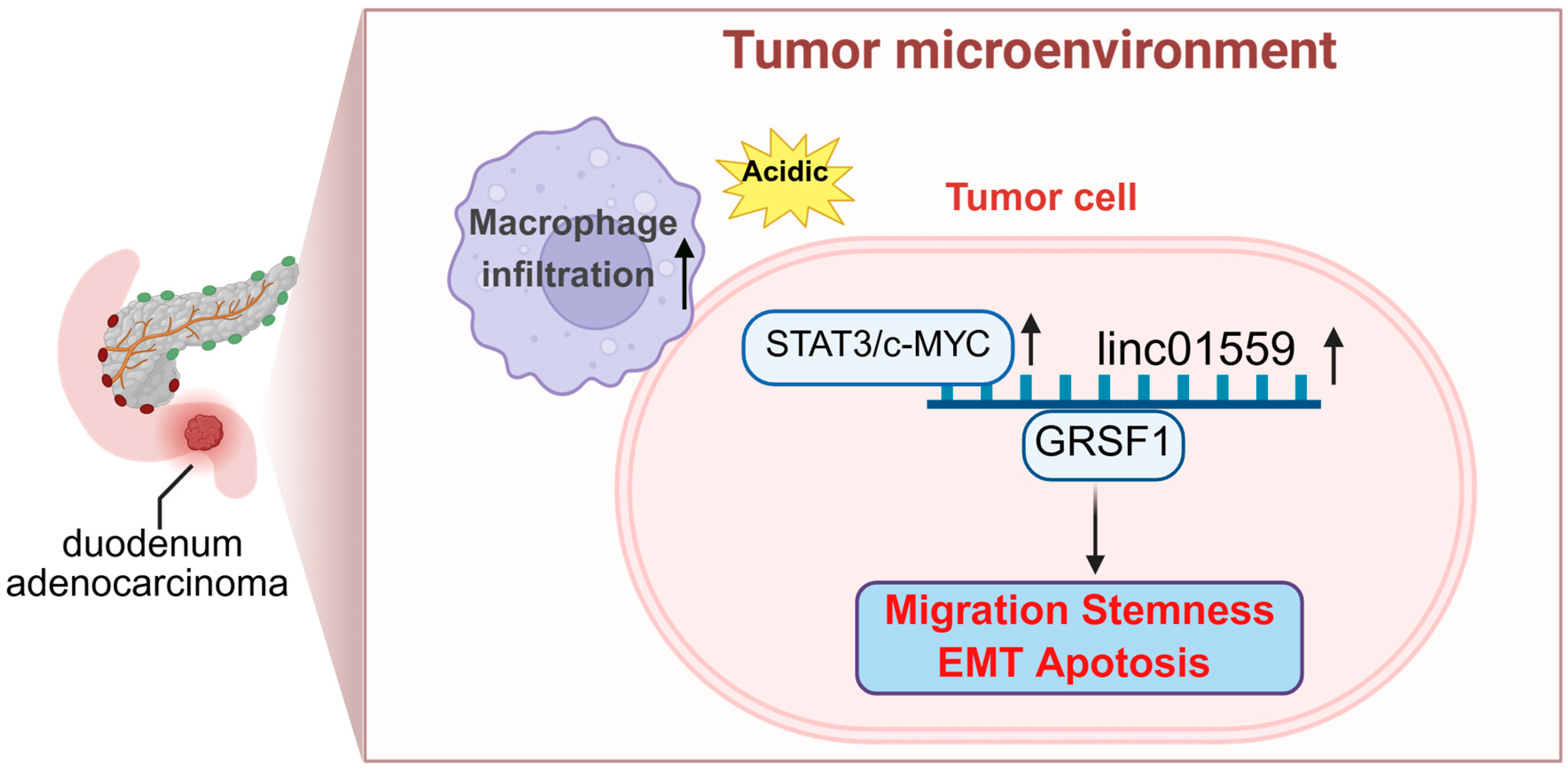 Biomedicines 13 01611 g007 Biomedicines 13 01611 g007