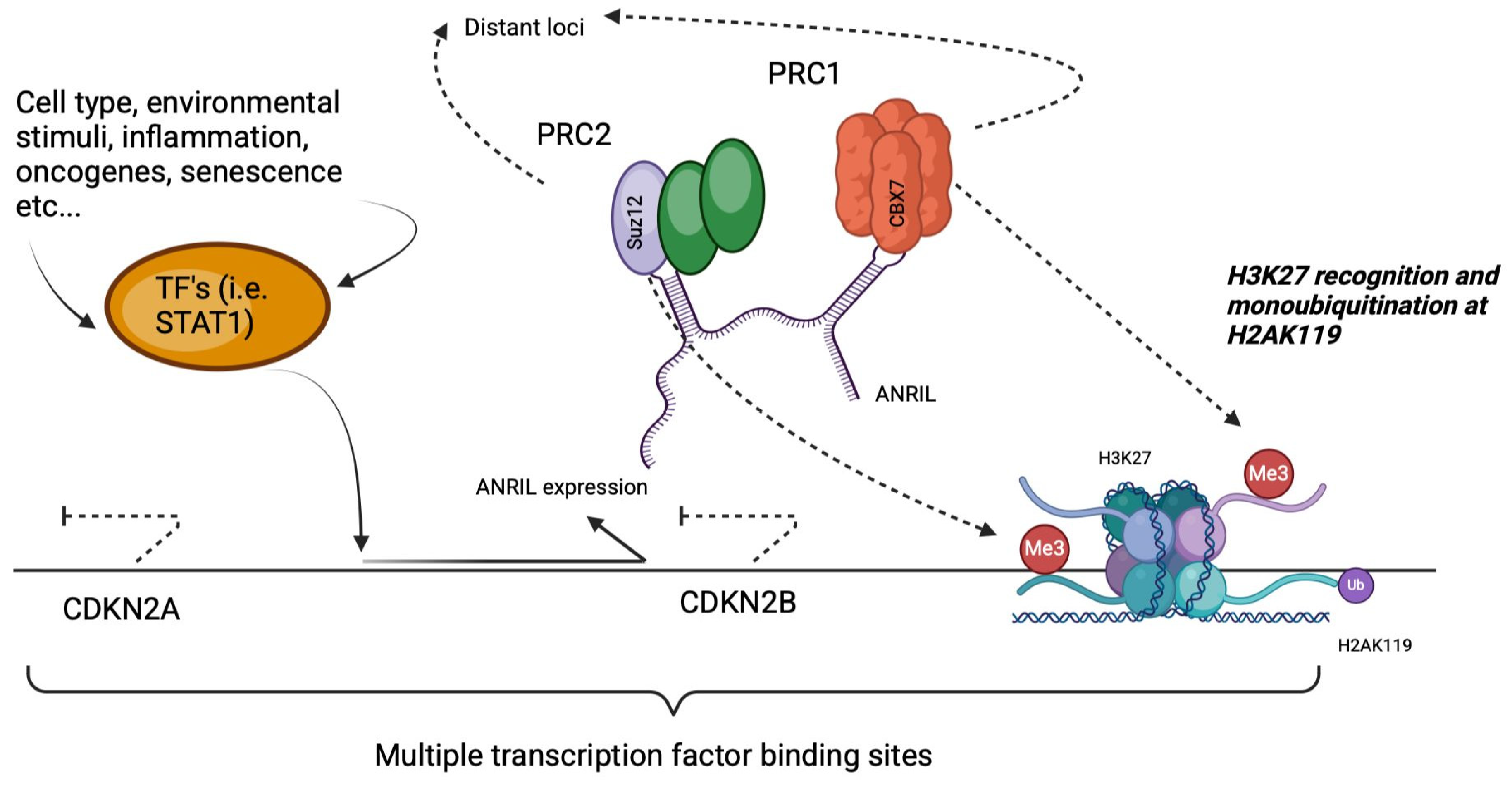 Biomedicines 13 01617 g002
